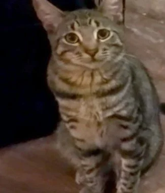 Tabitha - Female 8 Mo Brown Tabby DSH