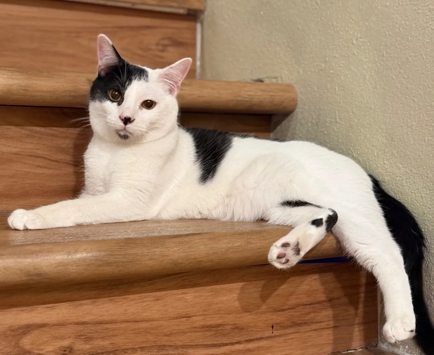 Arrow - Male White &amp; Black DSH