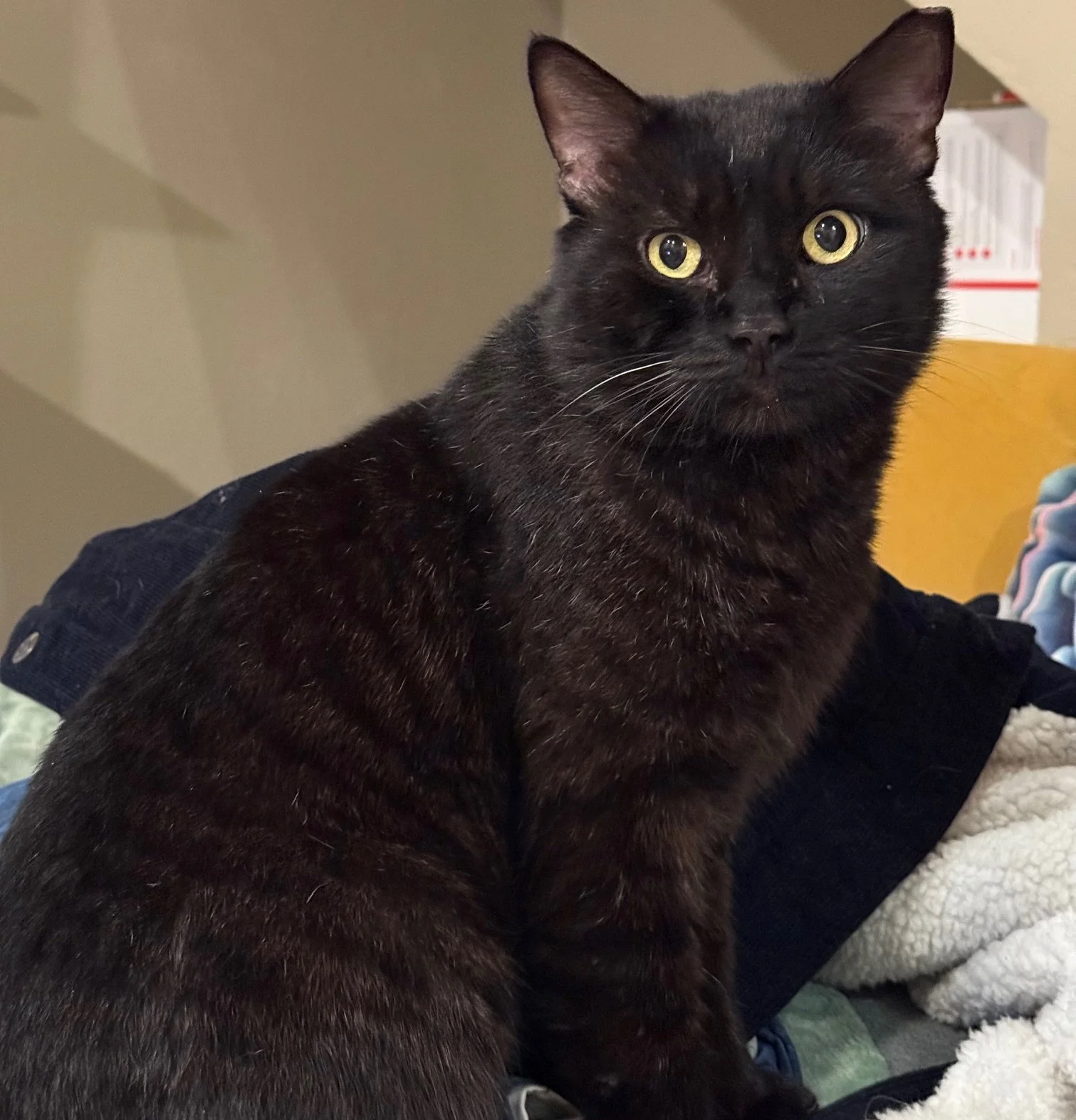 Altanii - Male 2 Yr Black DSH FIV+
