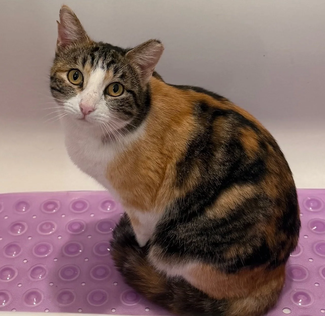 Eva - Female 2 Yr Calico DSH