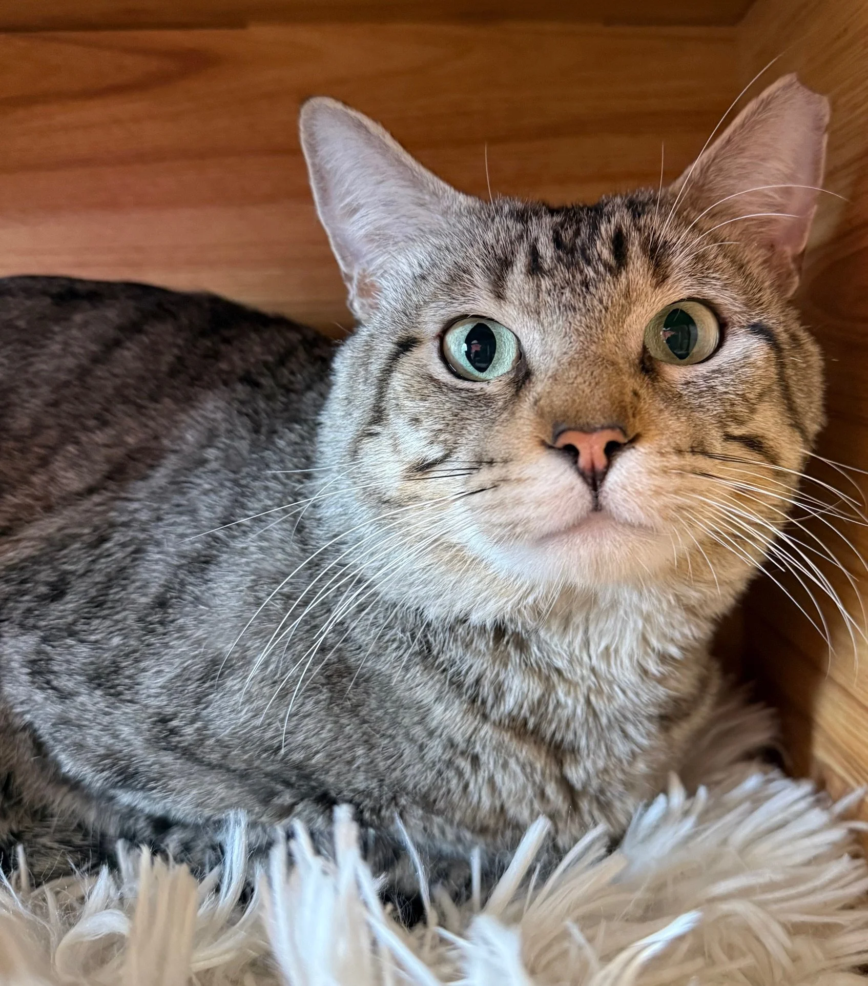 Bray - Male 1 Yr Grey Tabby DSH