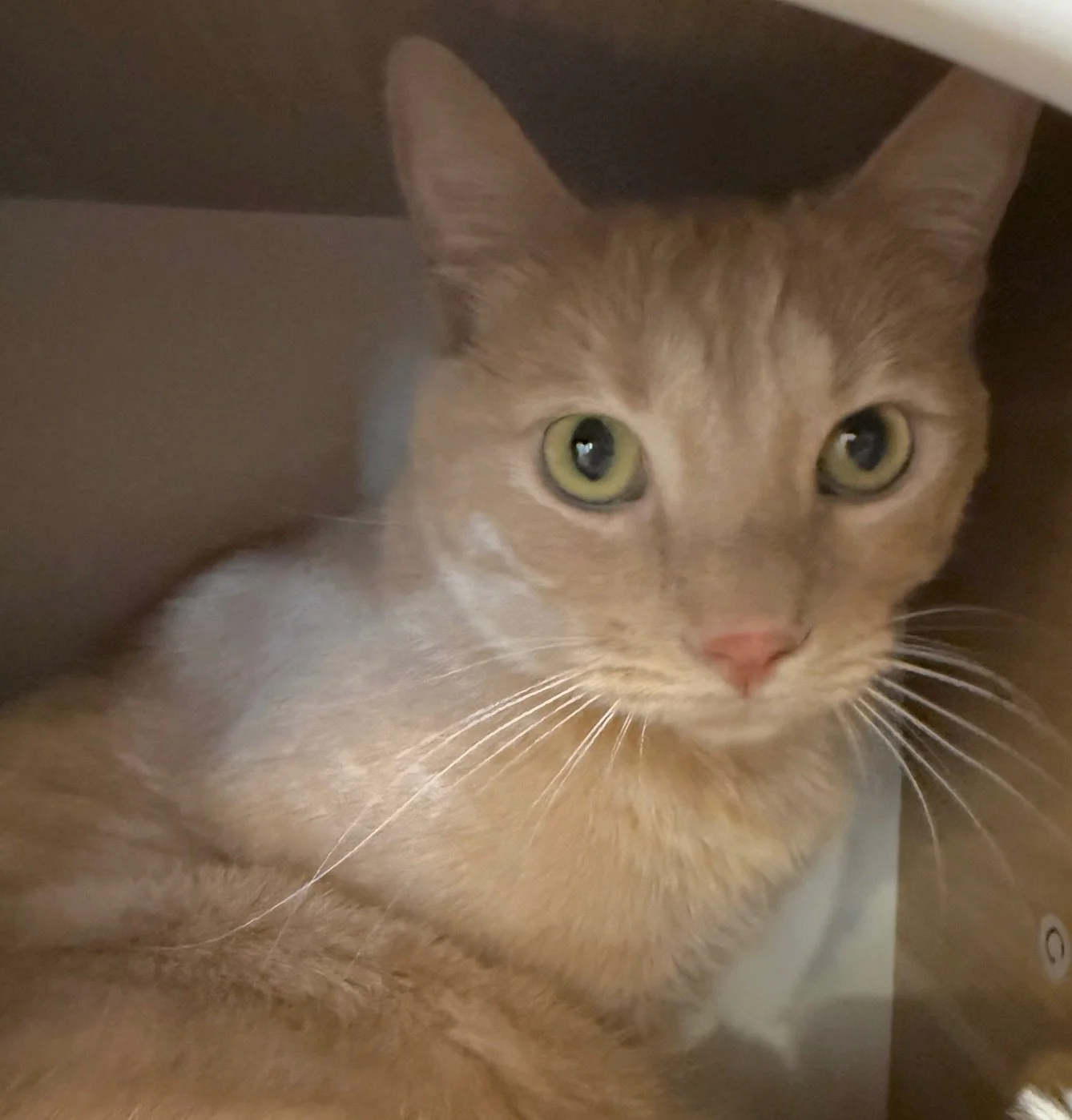Orange Cassidy - Male 2 Yr Orange Tabby DSH