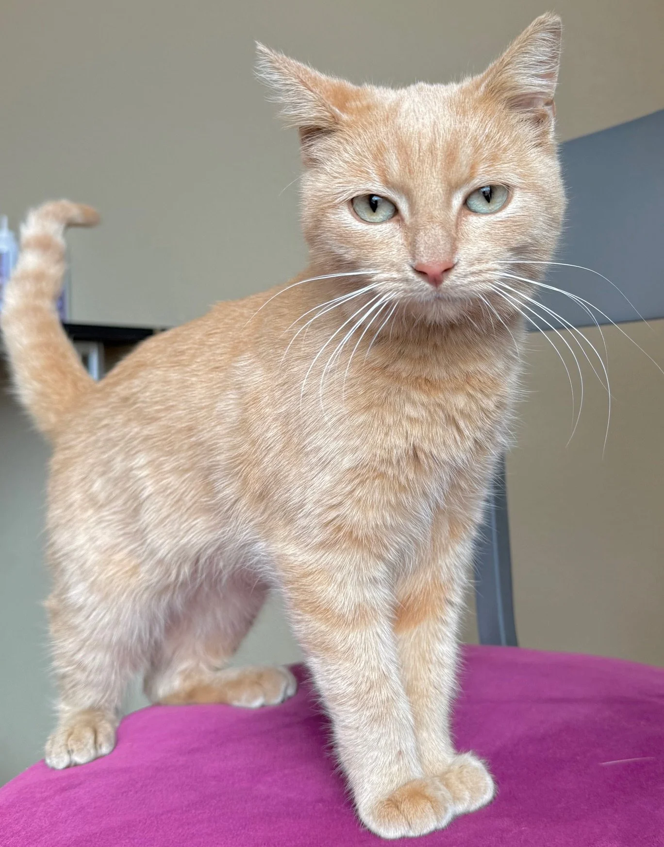 Isaac - Male 8 Mo Buffy Tabby DSH