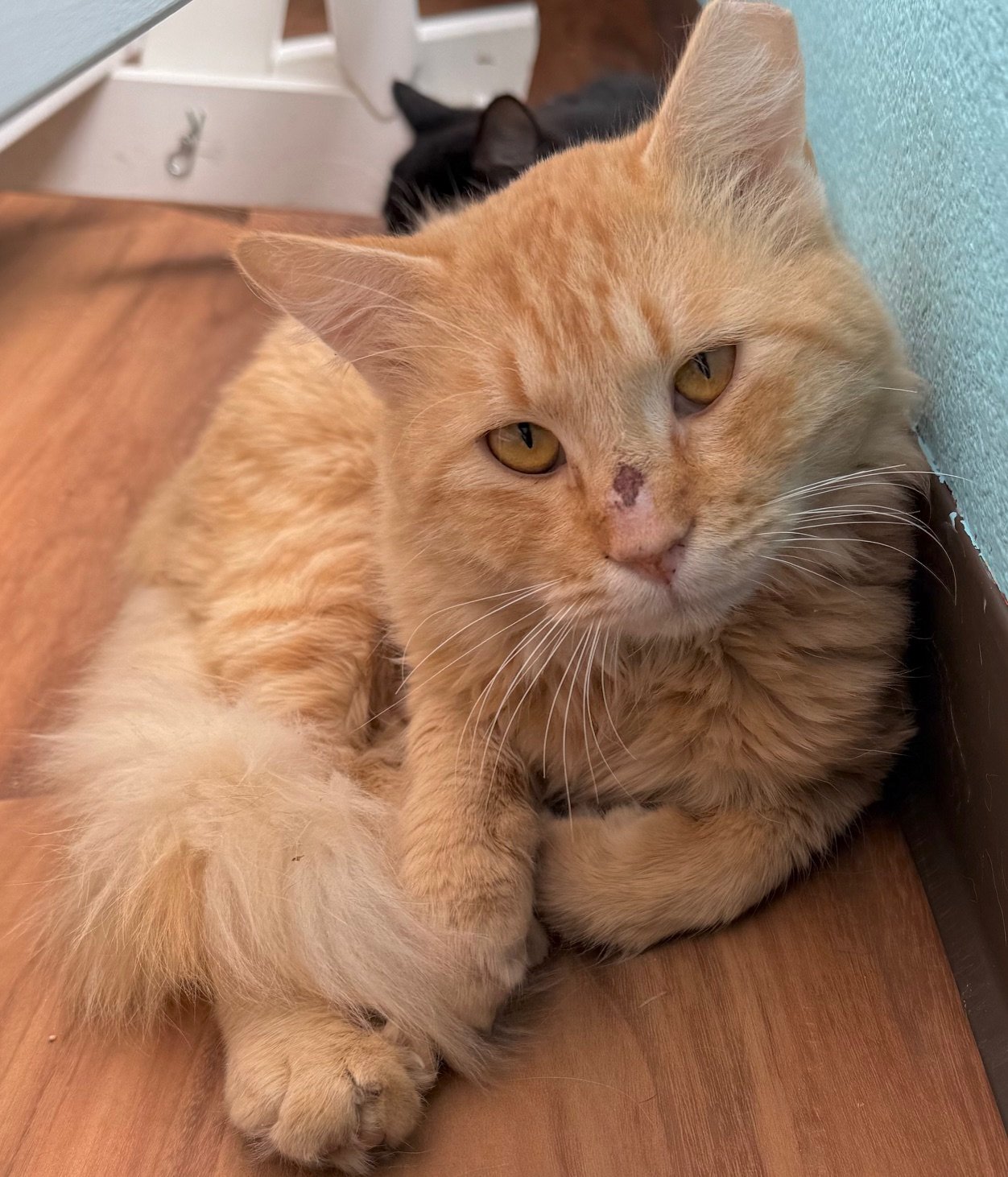 Rio - Male 2 Yr Orange Tabby DMH