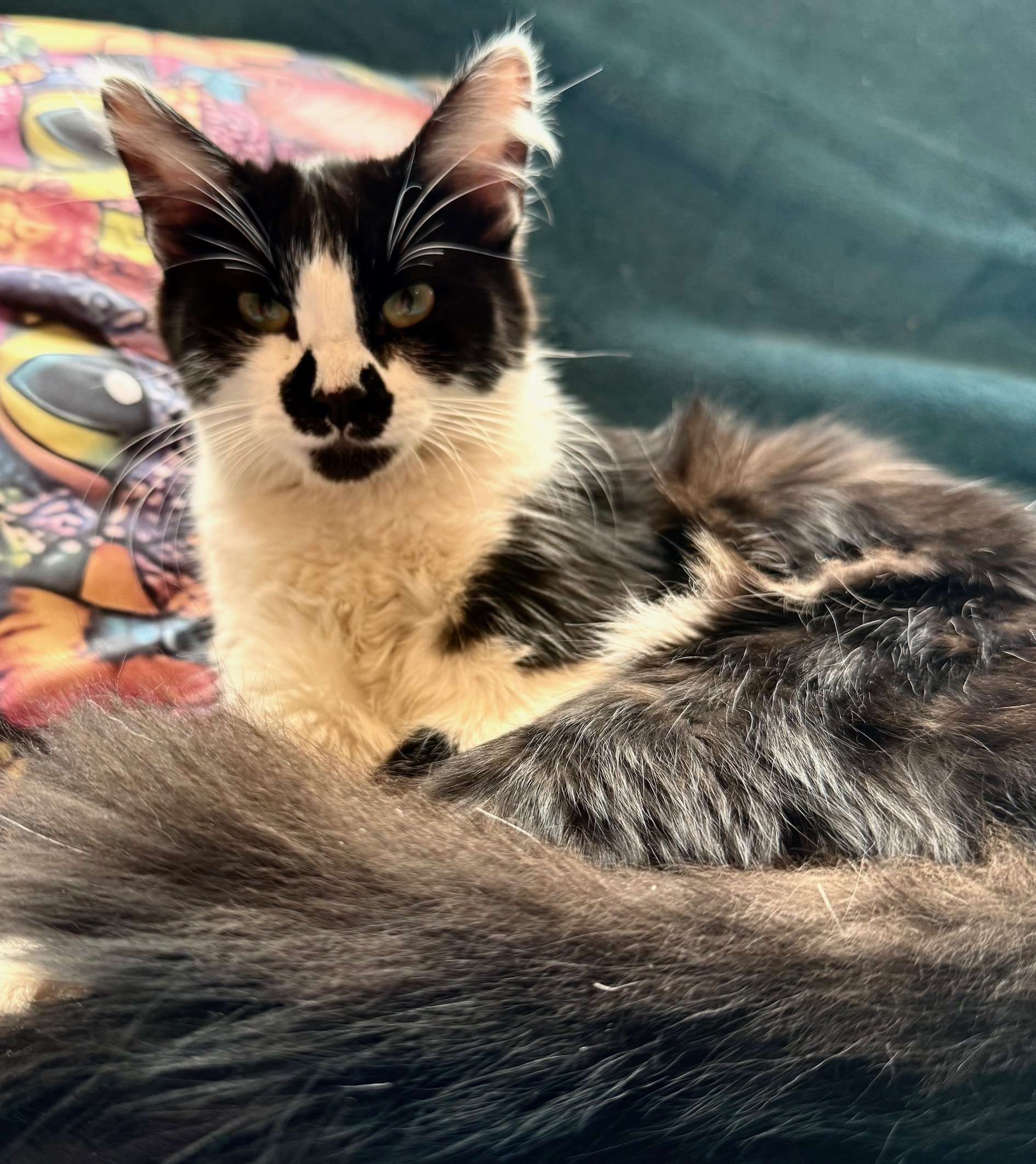 Charlese - Female 4 Mo Black &amp; White DLH