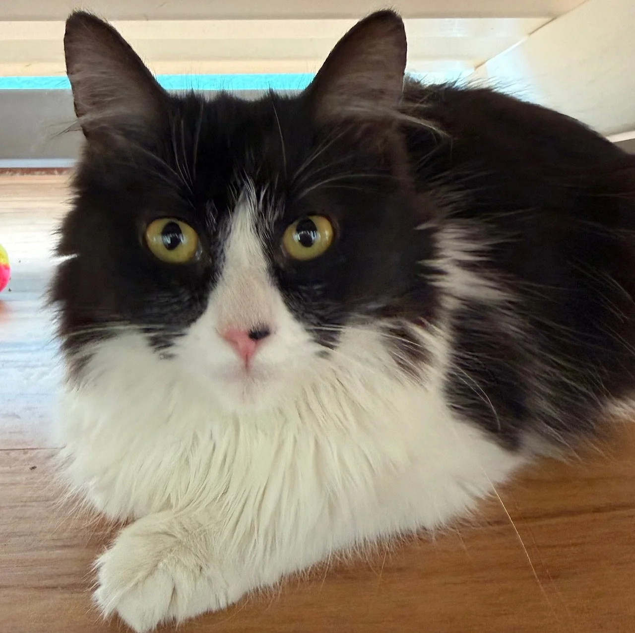 Fern - Female 4 Mo Black &amp; White DLH