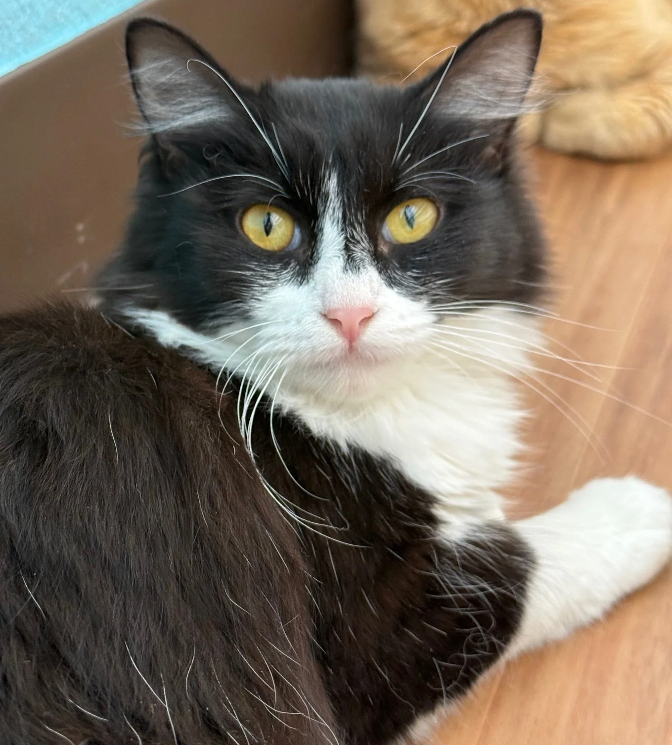 Finn - Male 4 Mo Black &amp; White DLH