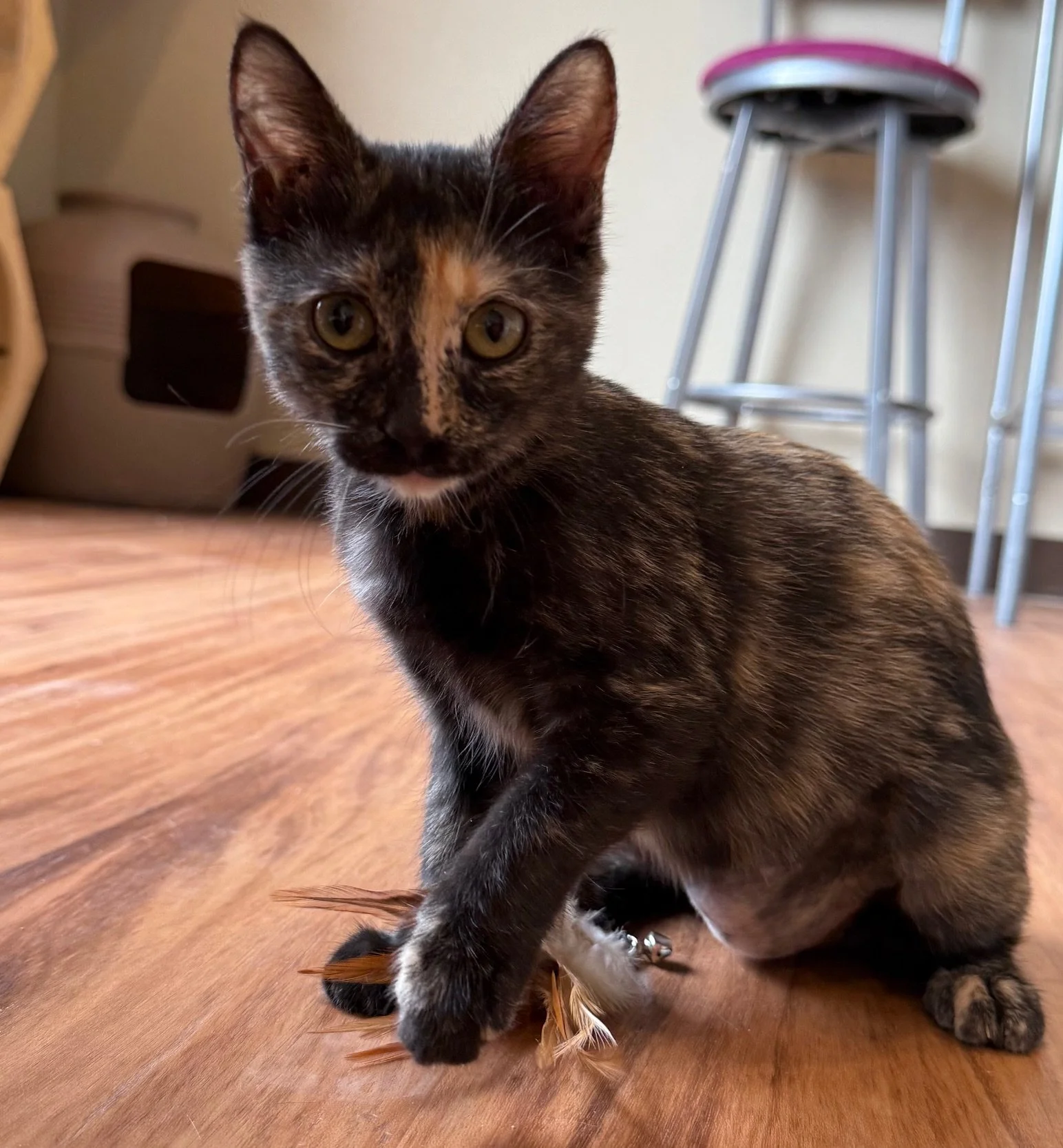 Tootsie - Female 3 Mo Tortie DSH