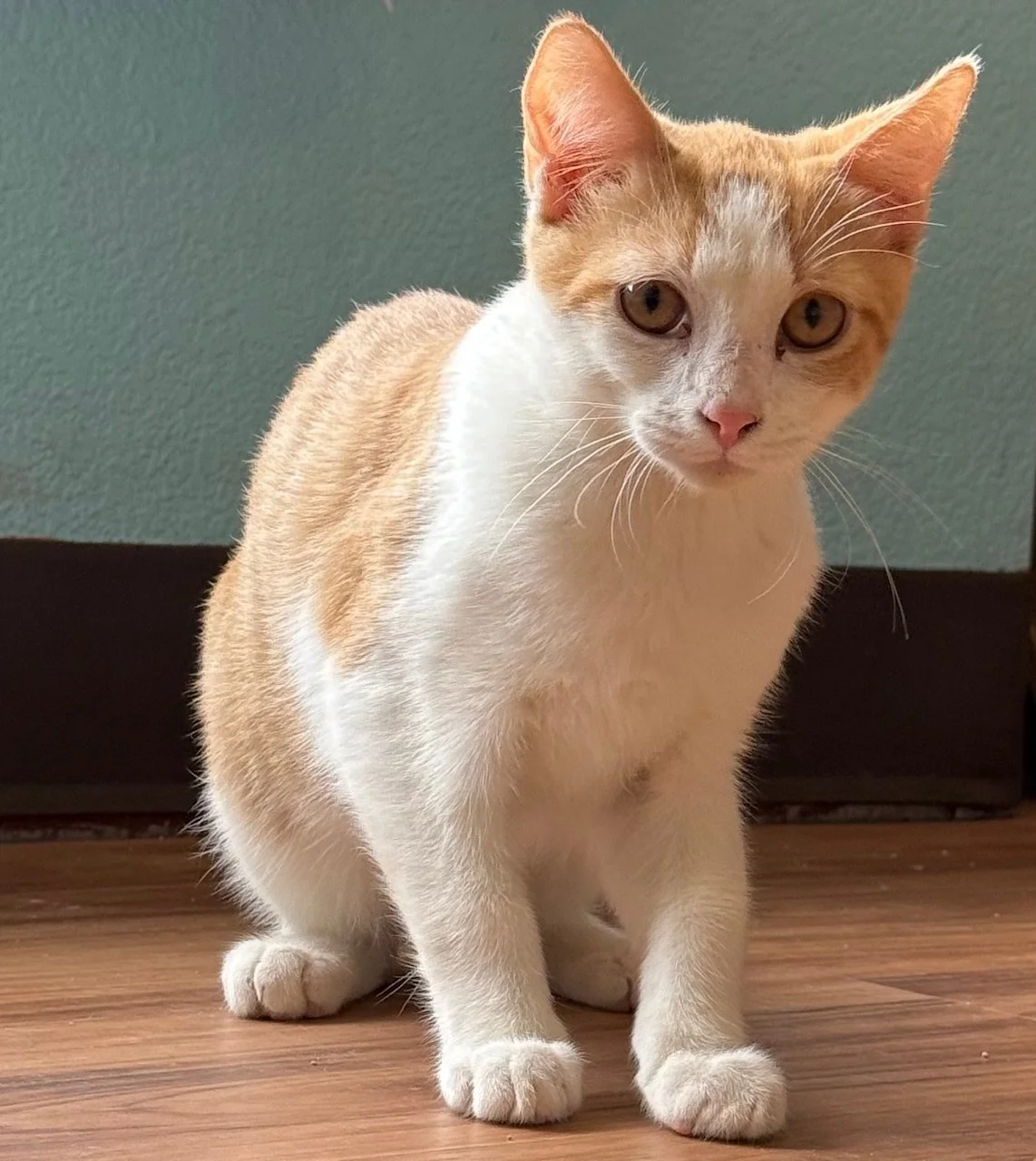 Scout - Male 4 Mo Orange Tabby &amp; White DSH