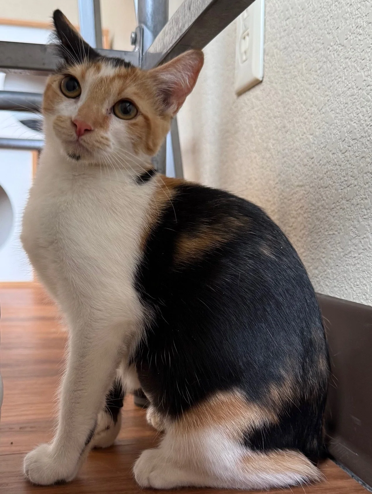 Sprinkles - Female 4 mo Calico DSH