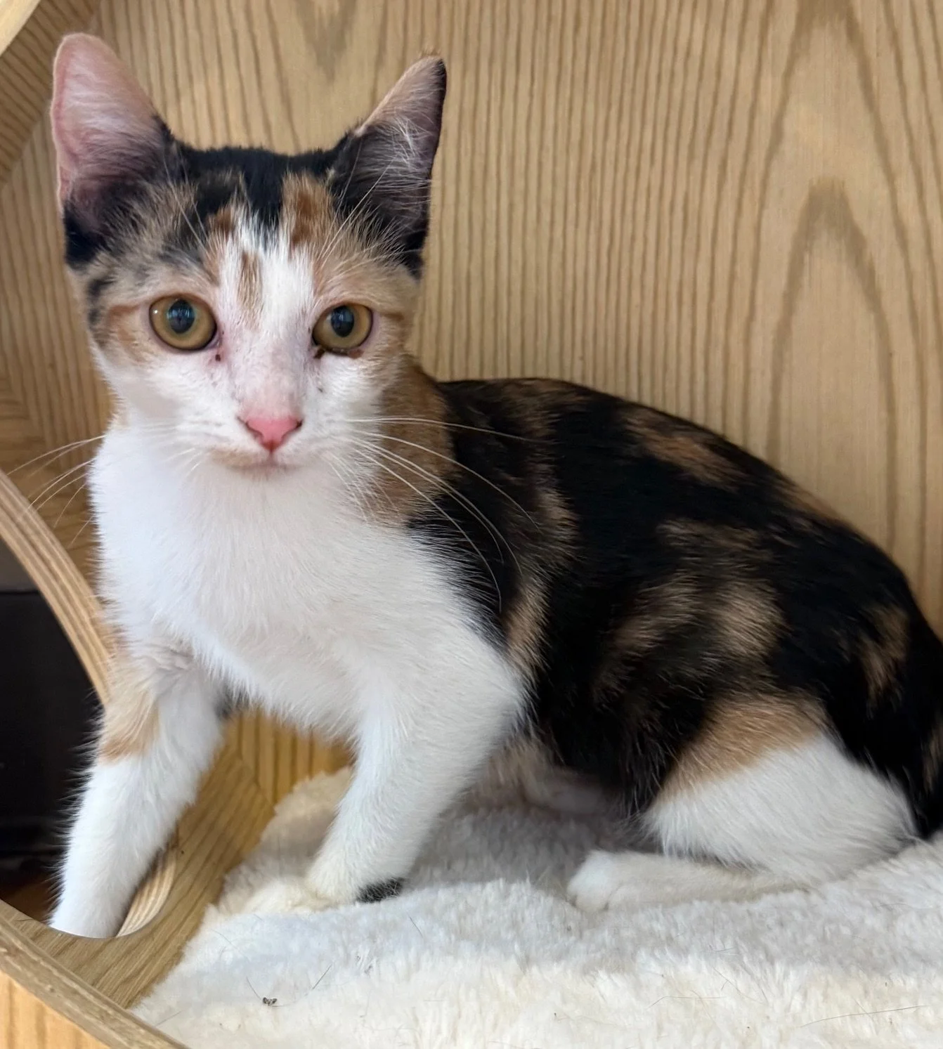 Cupcake - Female 4 Mo Calico DSH