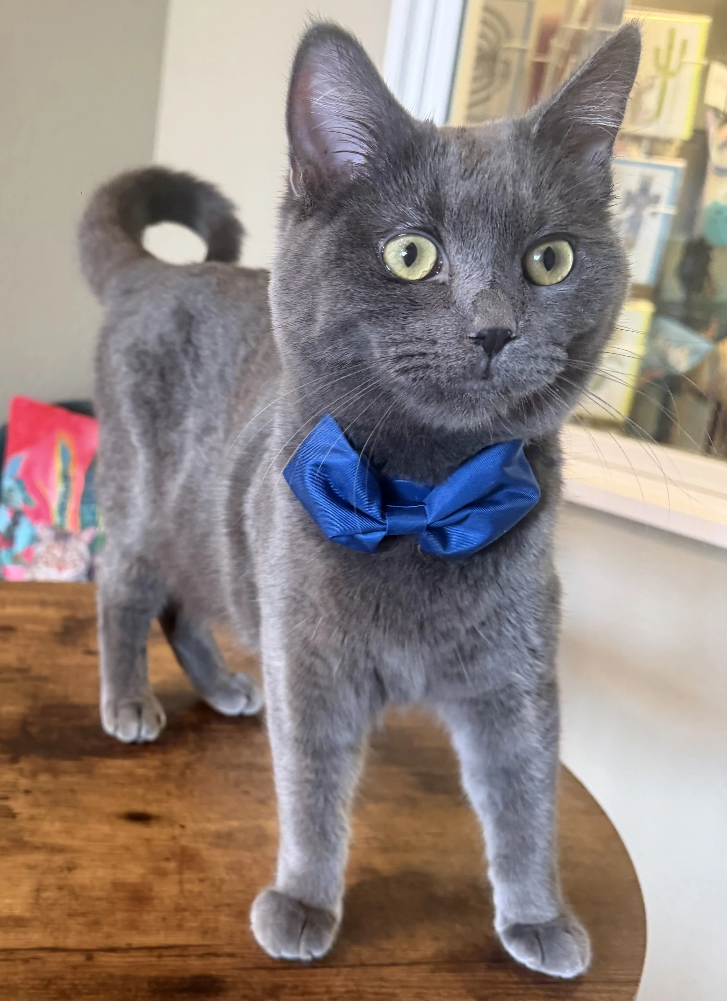 Chicky Nuggy - Male 8 Mo Blue DSH