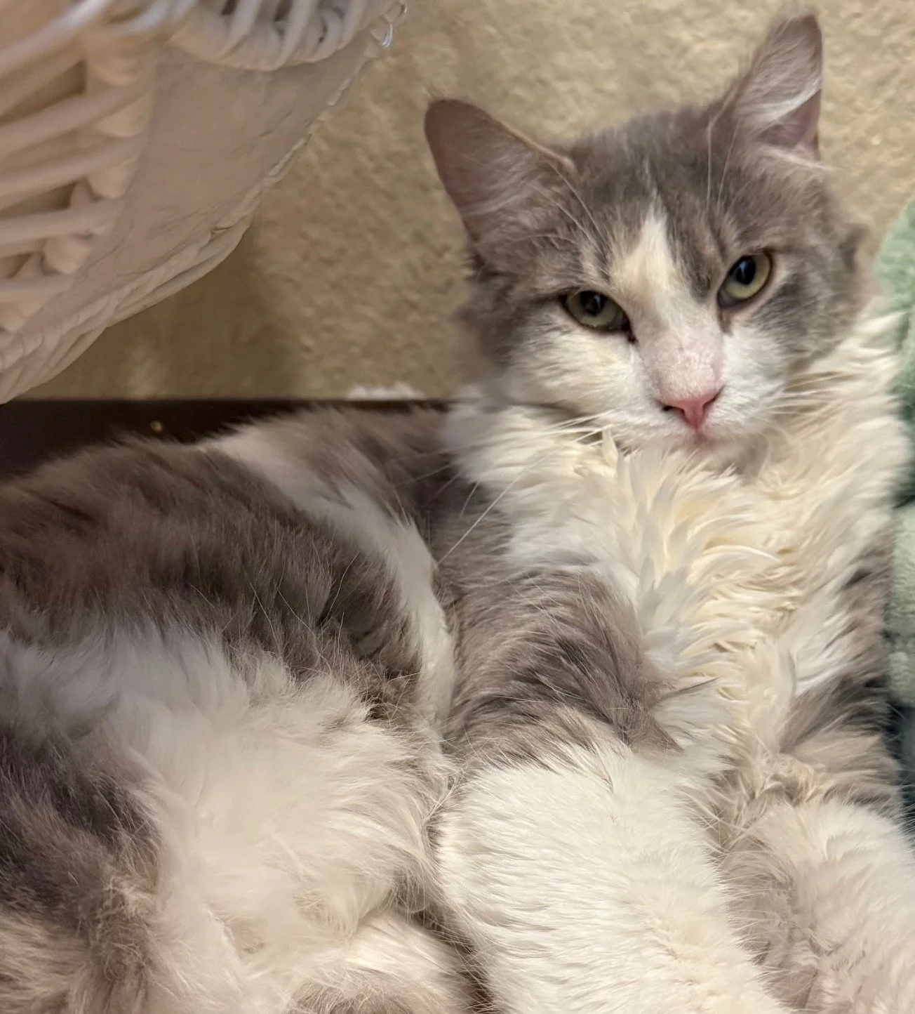 Silver - Male 10 Mo Gray Tabby &amp; White DLH
