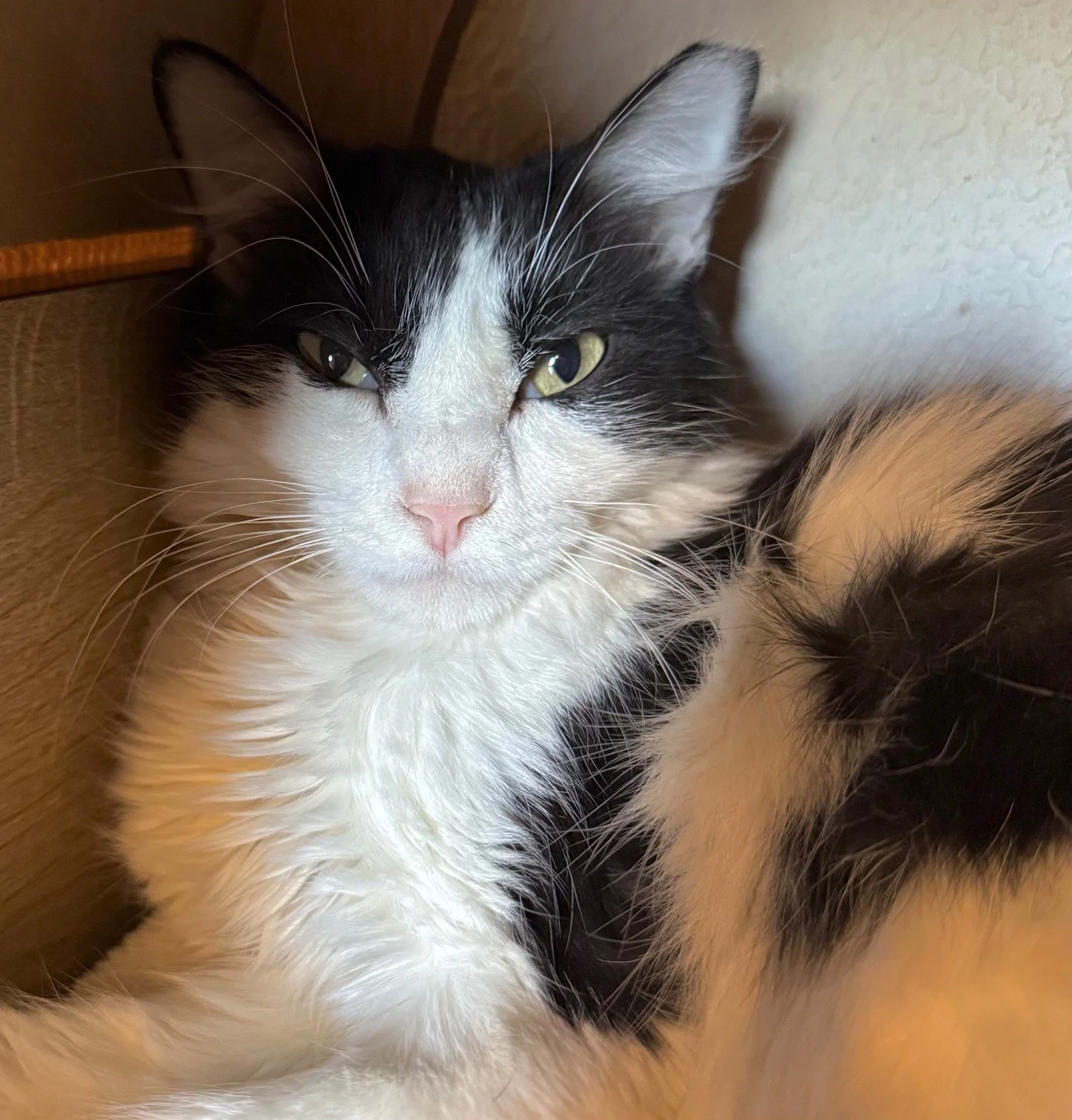 Fat Boy - Male 10 Mo Black &amp; White DMH