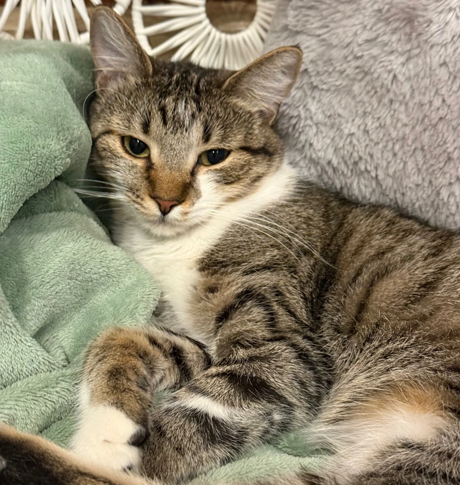 Pearl - Female 8 Mo Brown Tabby &amp; White DSH