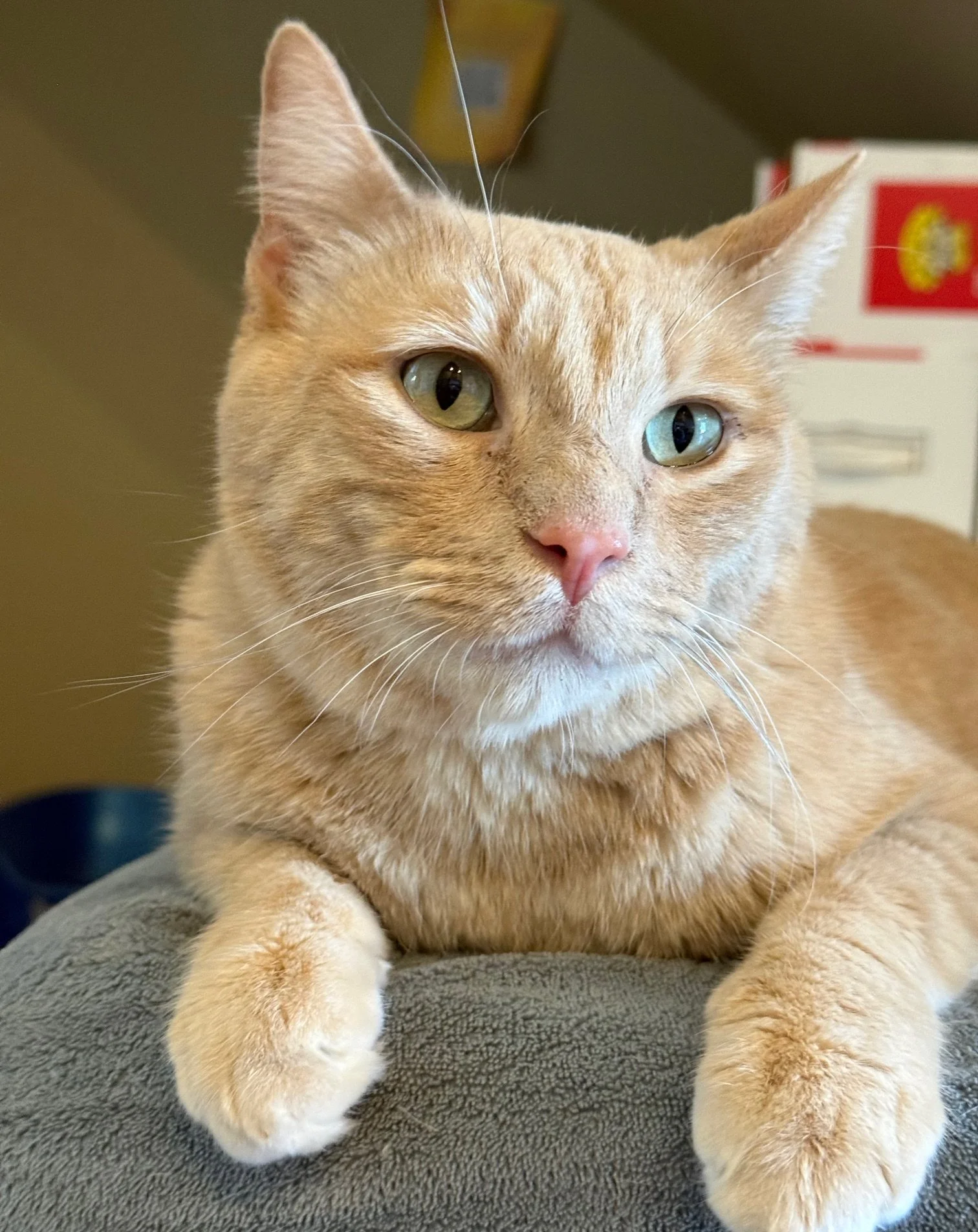 Monty - Male 3 Yr Orange Tabby DSH