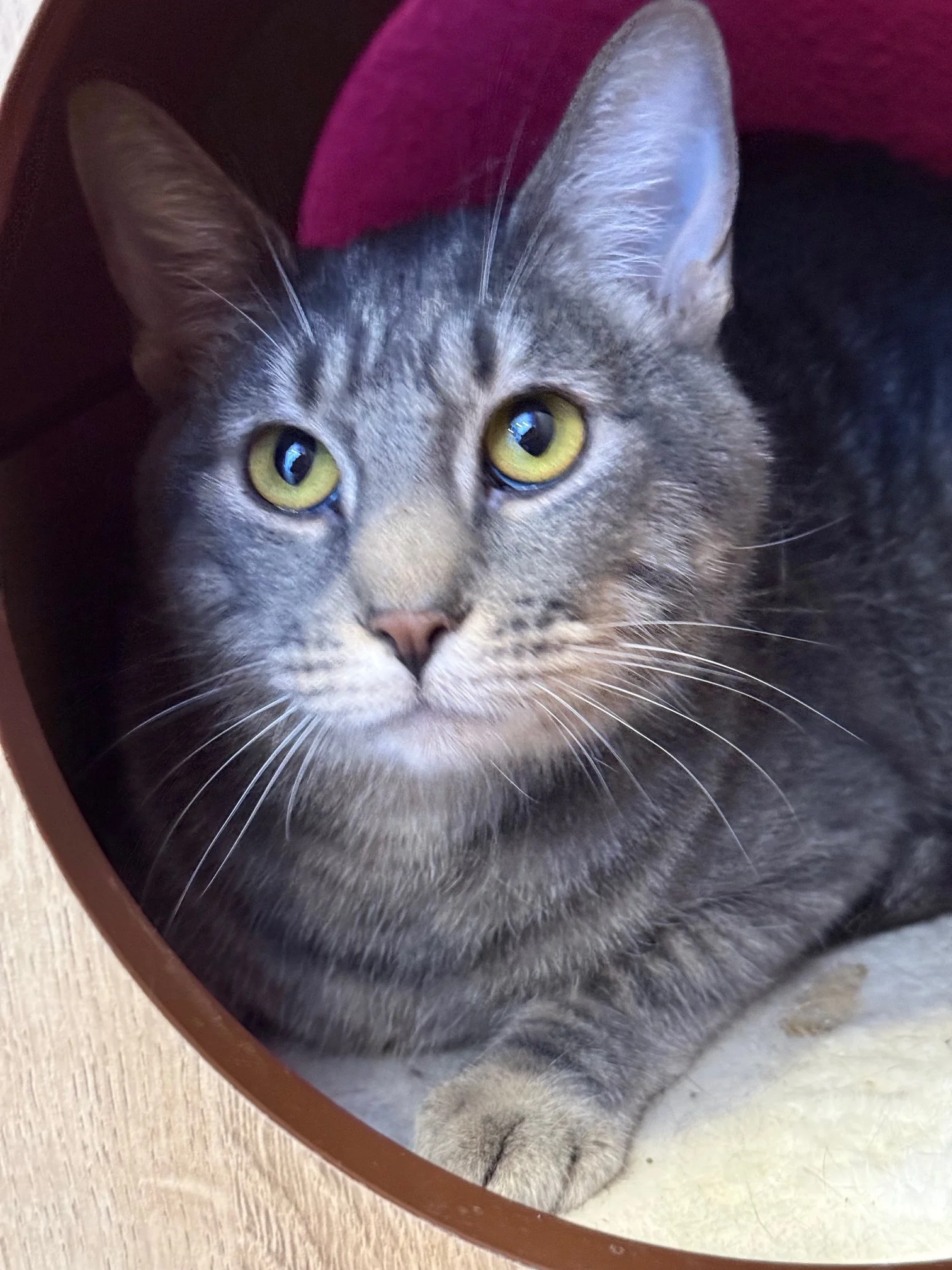 Cilantro - Male 1.5 Yr Blue Tabby DSH