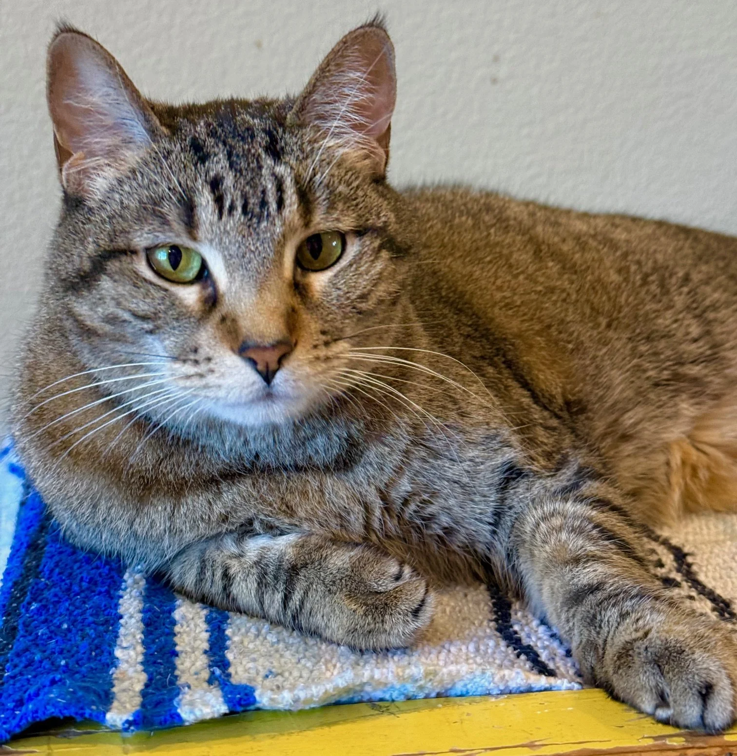 Blair - Female 8 Years Brown Tabby DSH