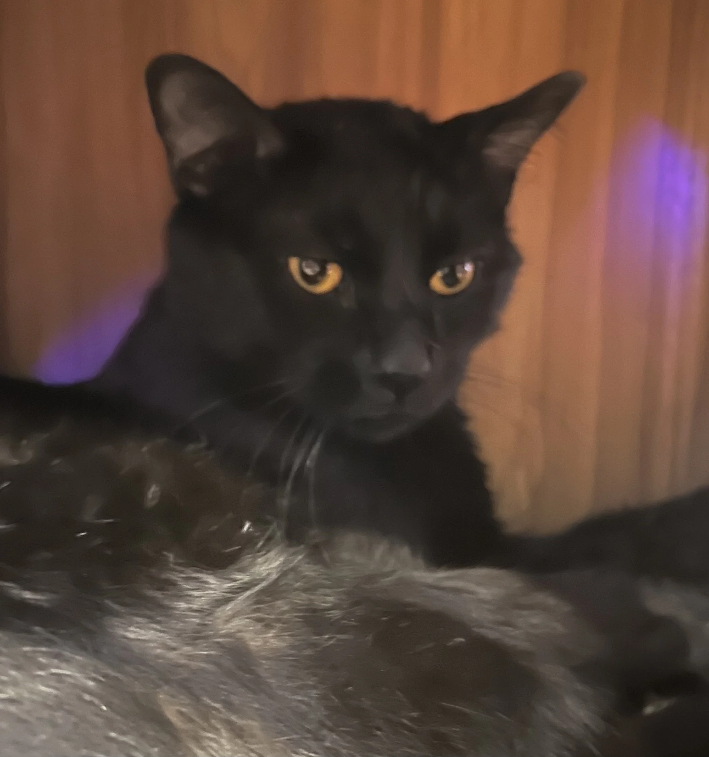 Axel - Male Adult Black DSH