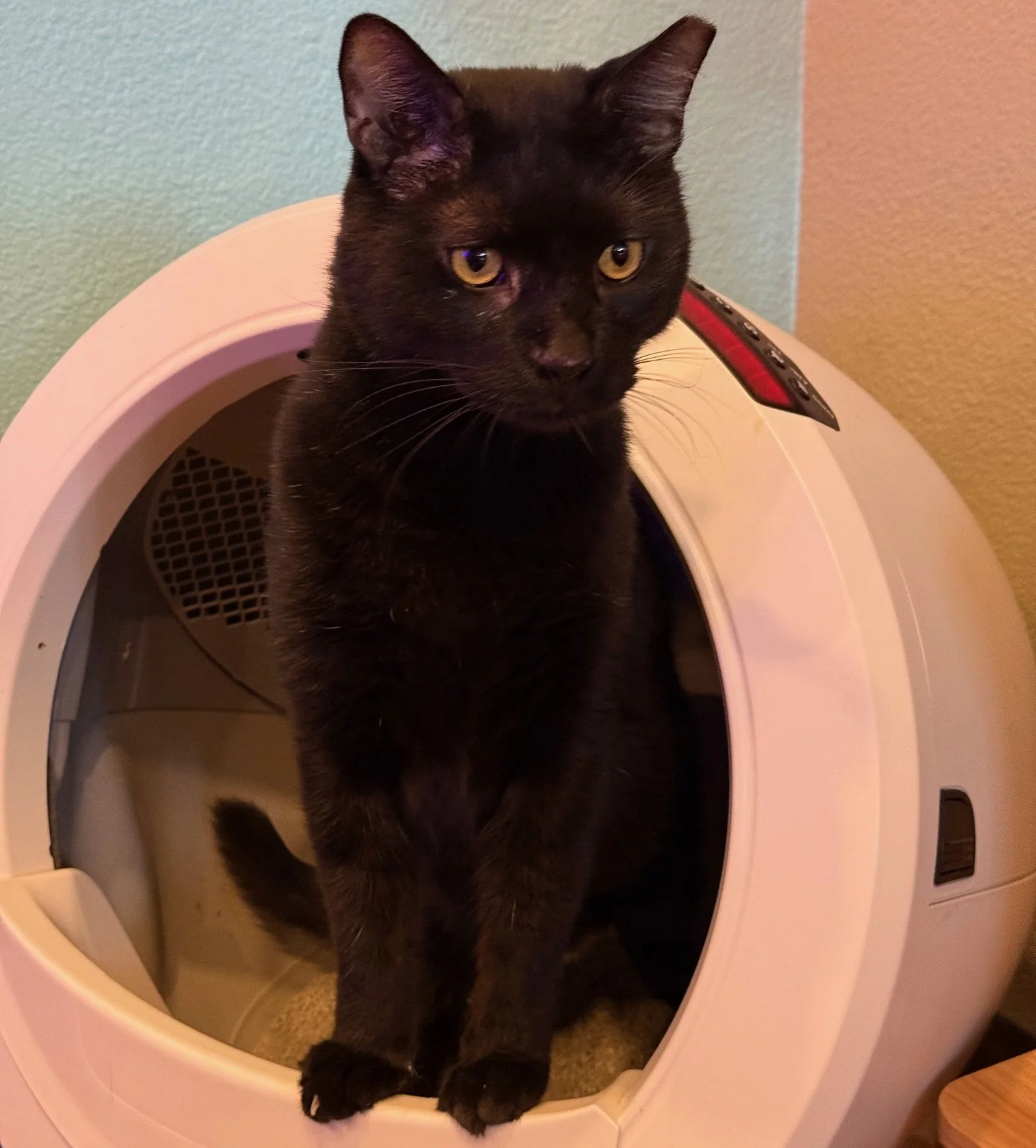 Big Head Ted - Male 5 yrs black dsh