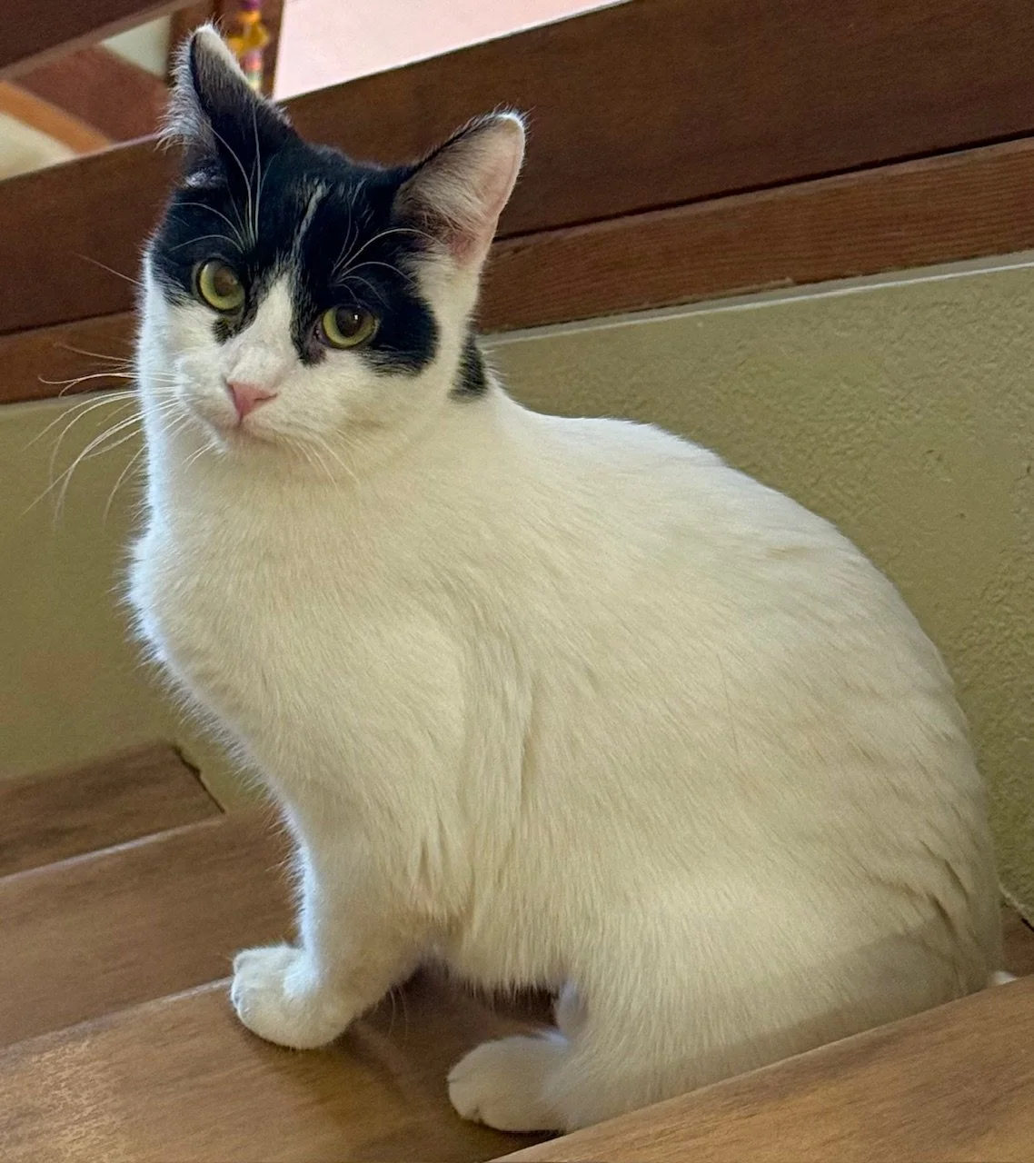 Sparky - Female 8 Mo White &amp; Black DSH