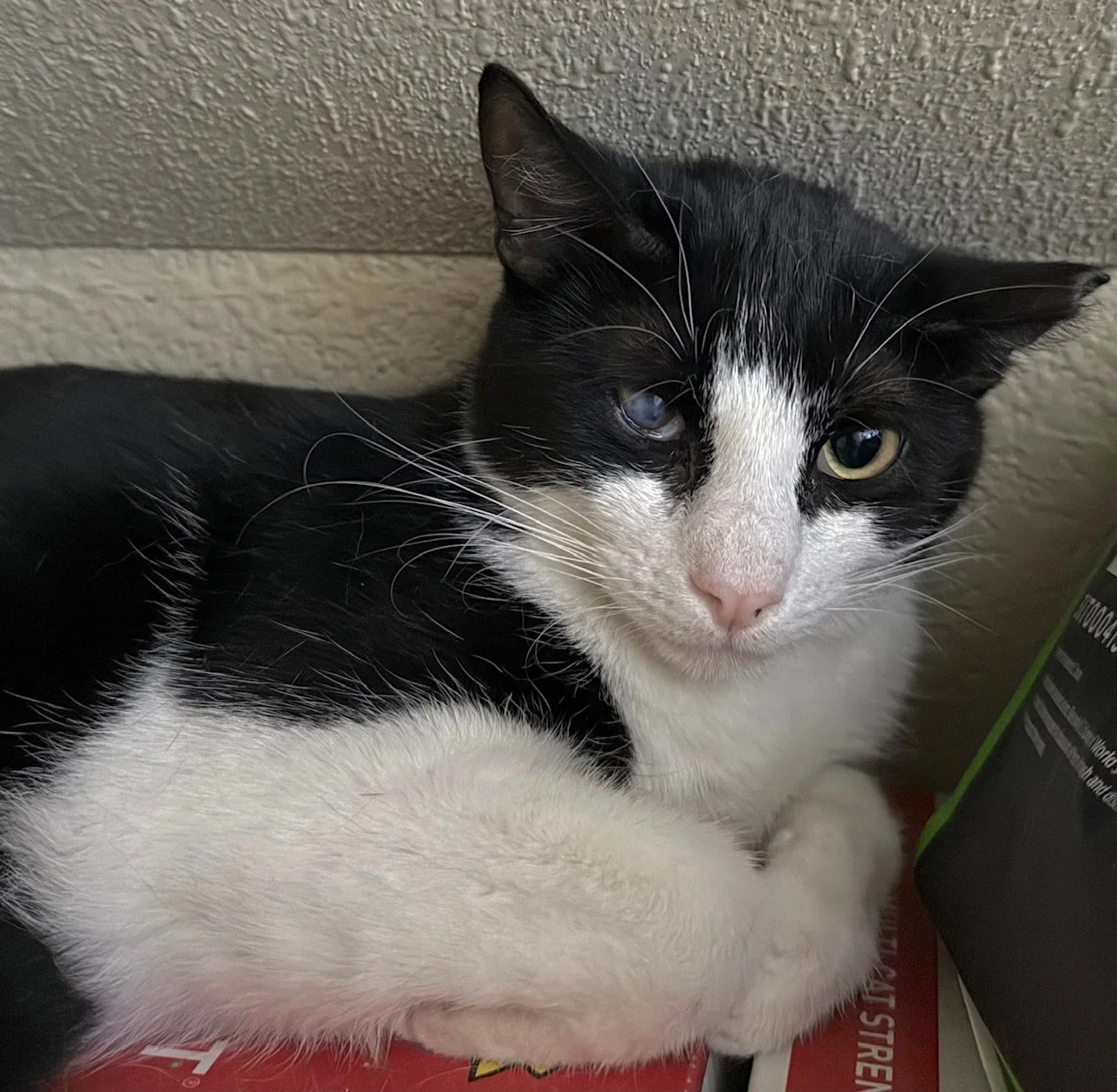 Willow - Female 8 Mo Black &amp; White DSH