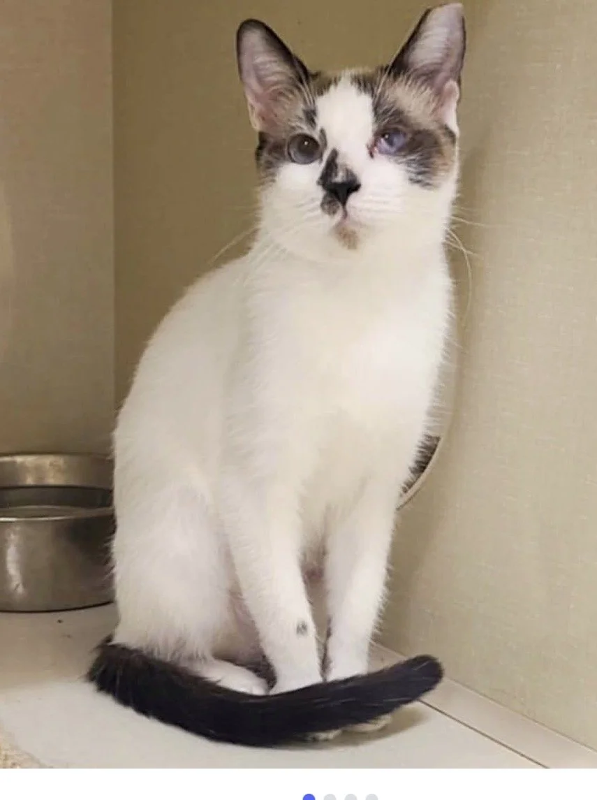 Bluebell - Female 3 Yr Siamese Mix SH
