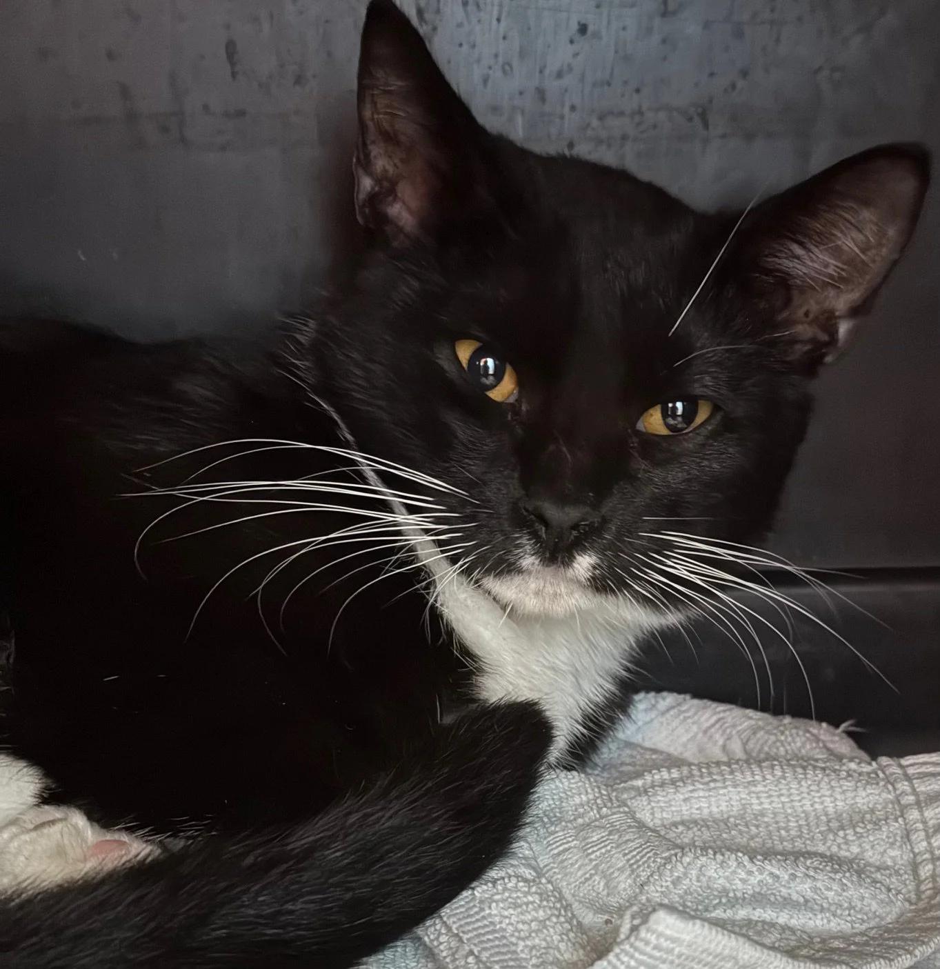 Nicolas - Male 8 Mo Black &amp; White DSH