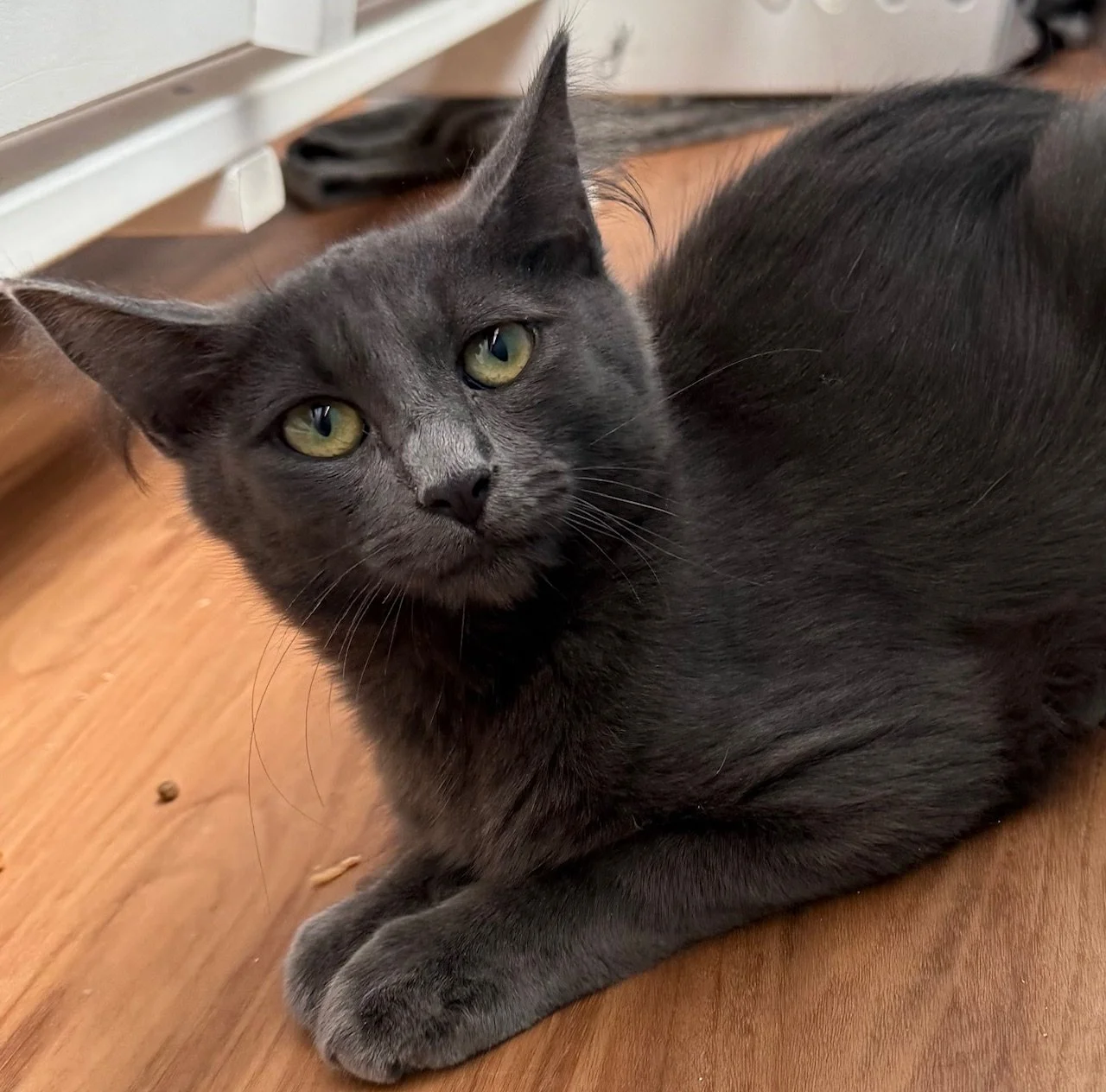 Muddy - Male 4 Mo Blue DMH