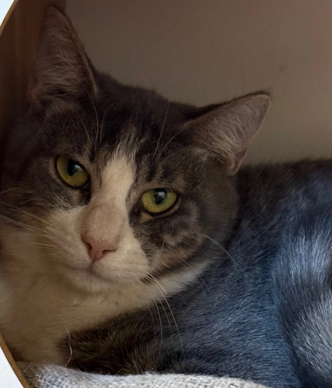 Mack - Male 4 Mo Brown Tabby &amp; White DSH