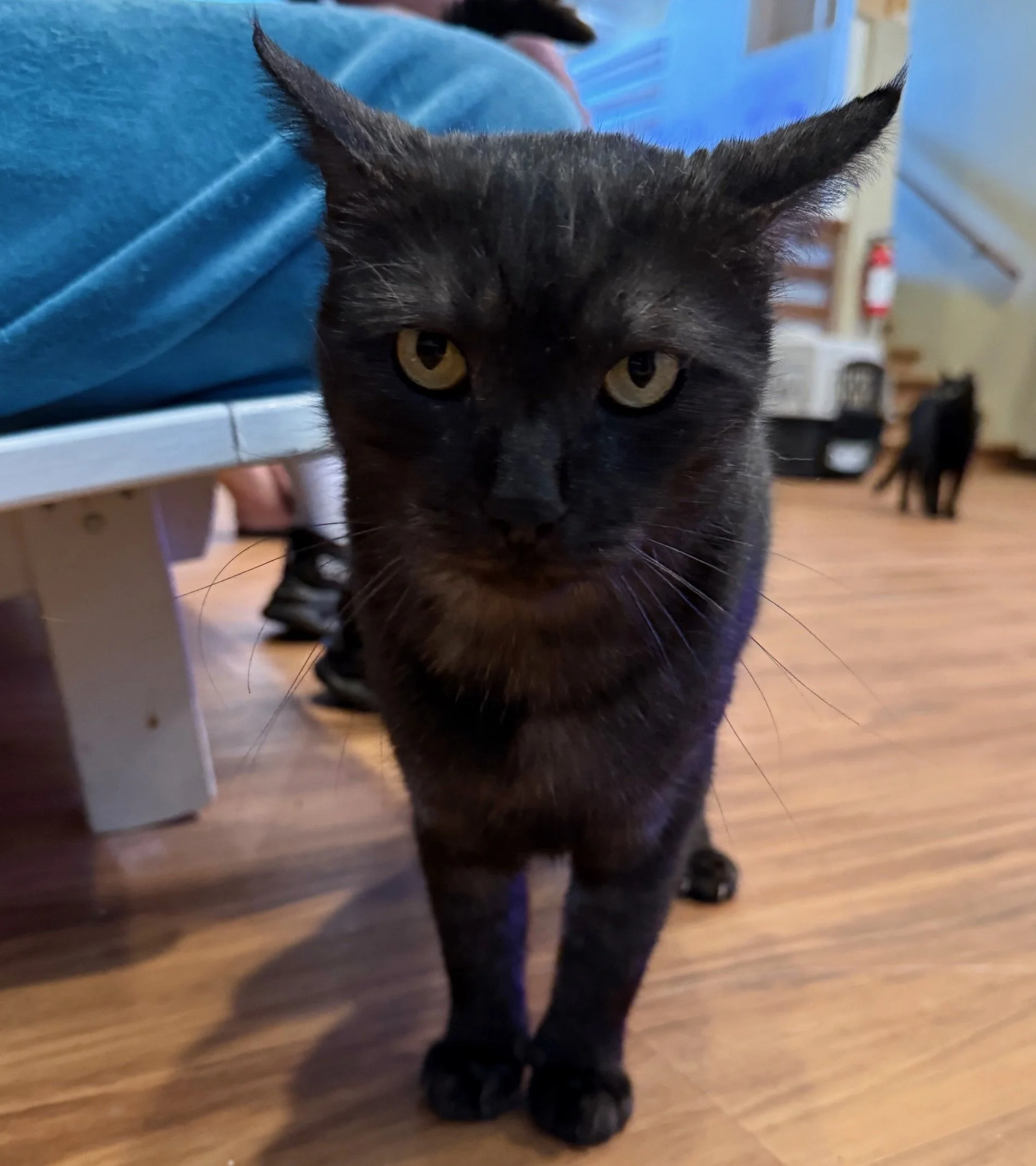 Vader - Male 1 Yr Black &amp; Silver DSH