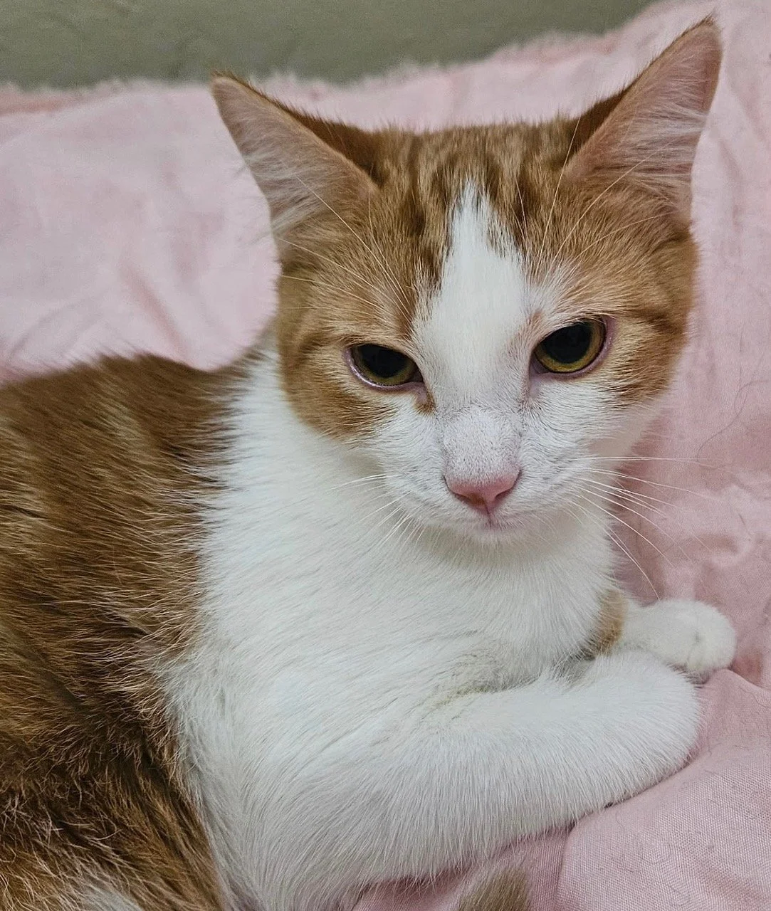 Agni - Male 8 Mo Orange Tabby &amp; White DSH