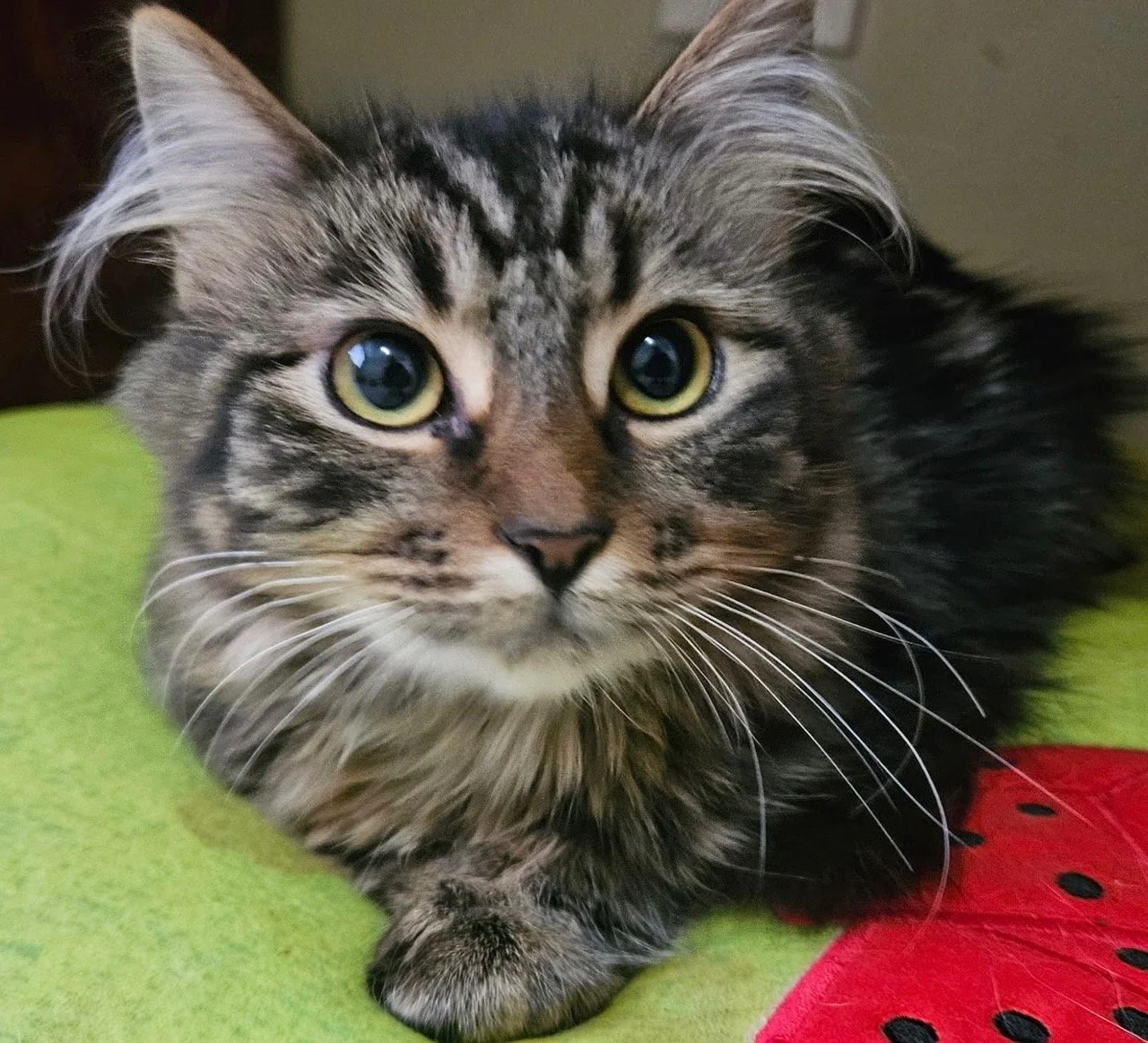 Athena - Female 8 Mo Brown Tabby DLH