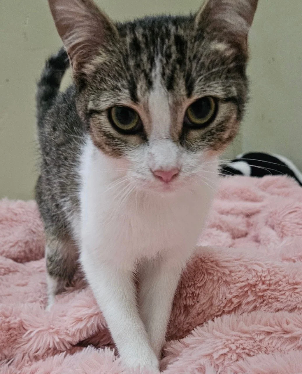 Cleo - Female 8 Mo Tabby &amp; White DSH