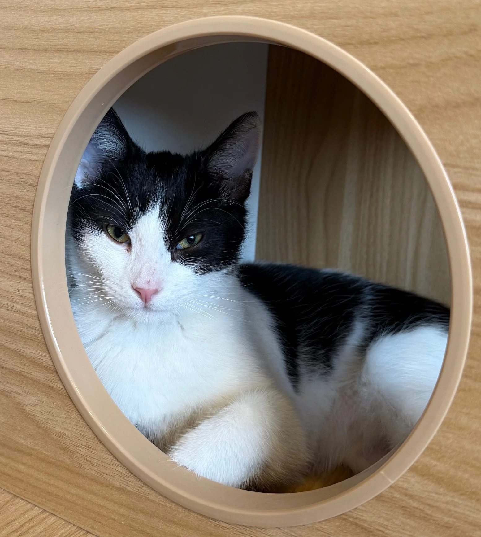 Biscuit - Male 4 Mo Black &amp; White DSH