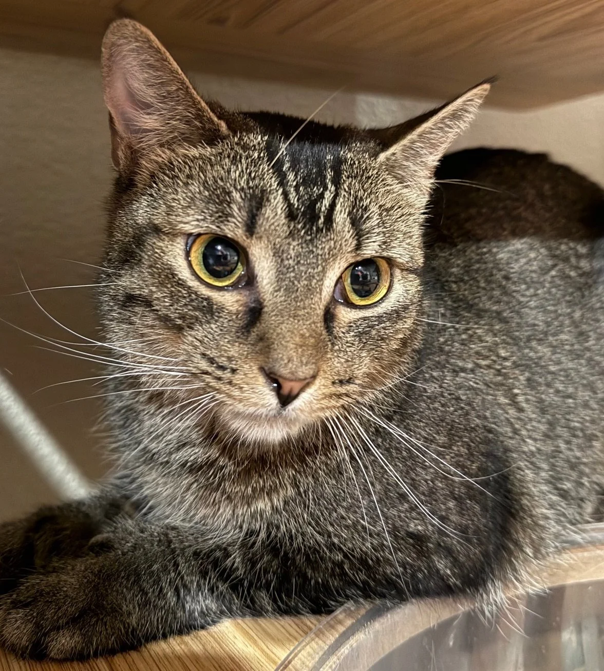 Kelley - Female 1 Yr Brown Tabby DSH