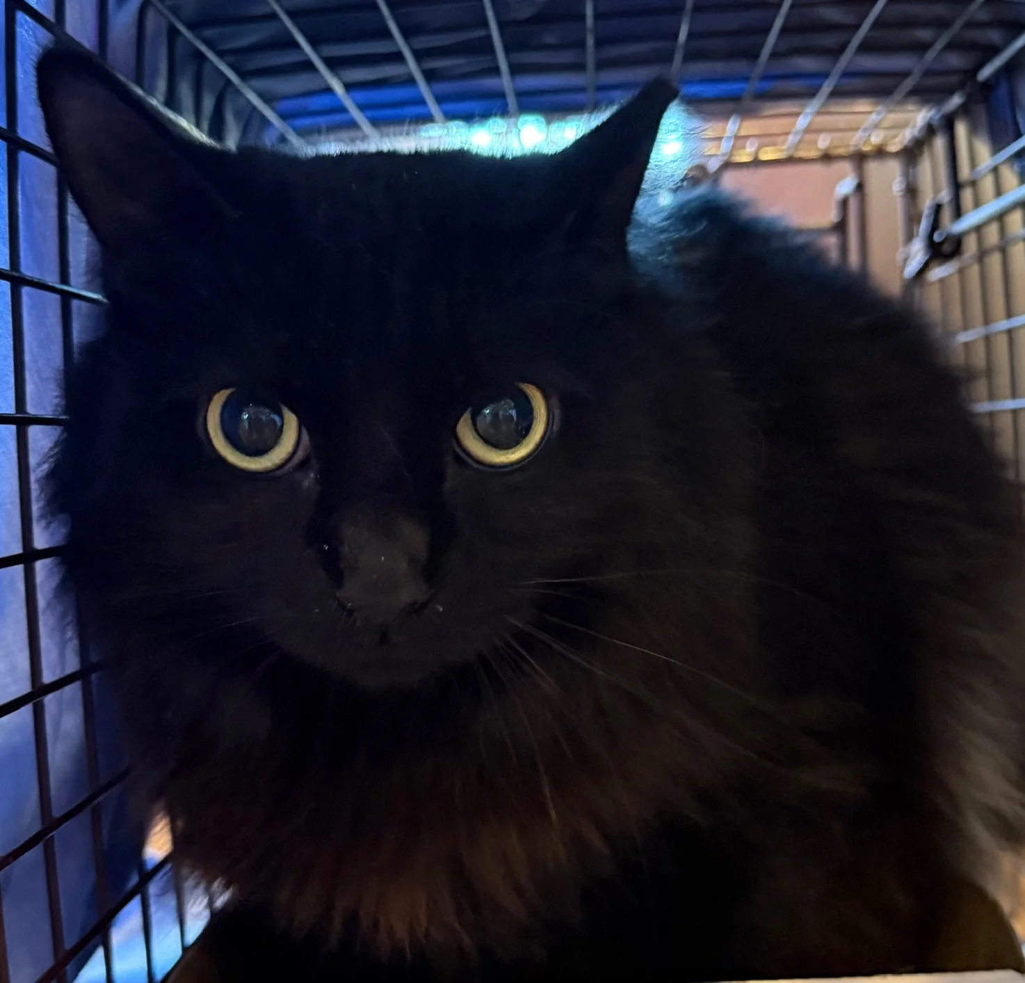 Midna - Female 8 Mo Black DLH