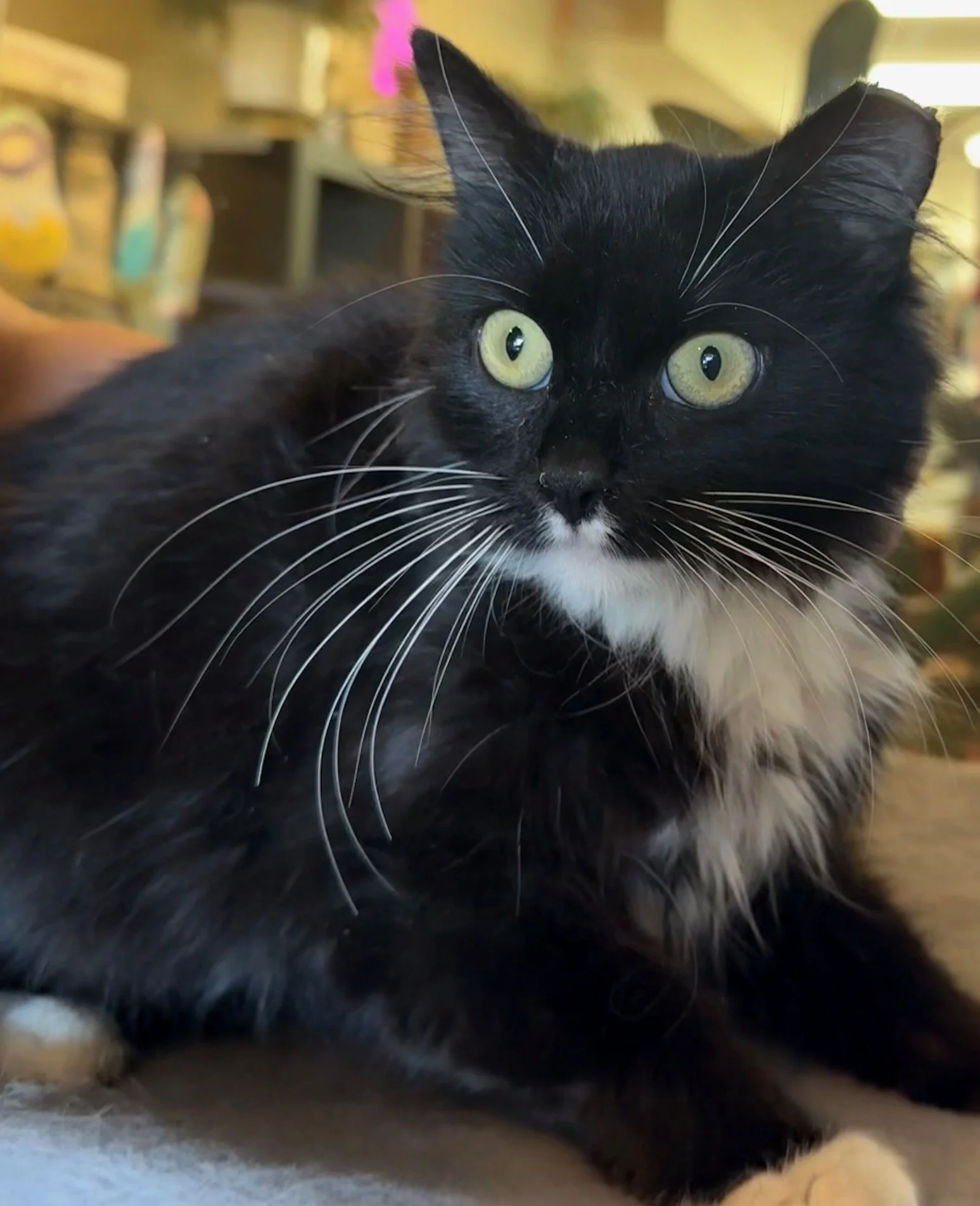 Inky - Female 1 Yr Tuxedo DLH