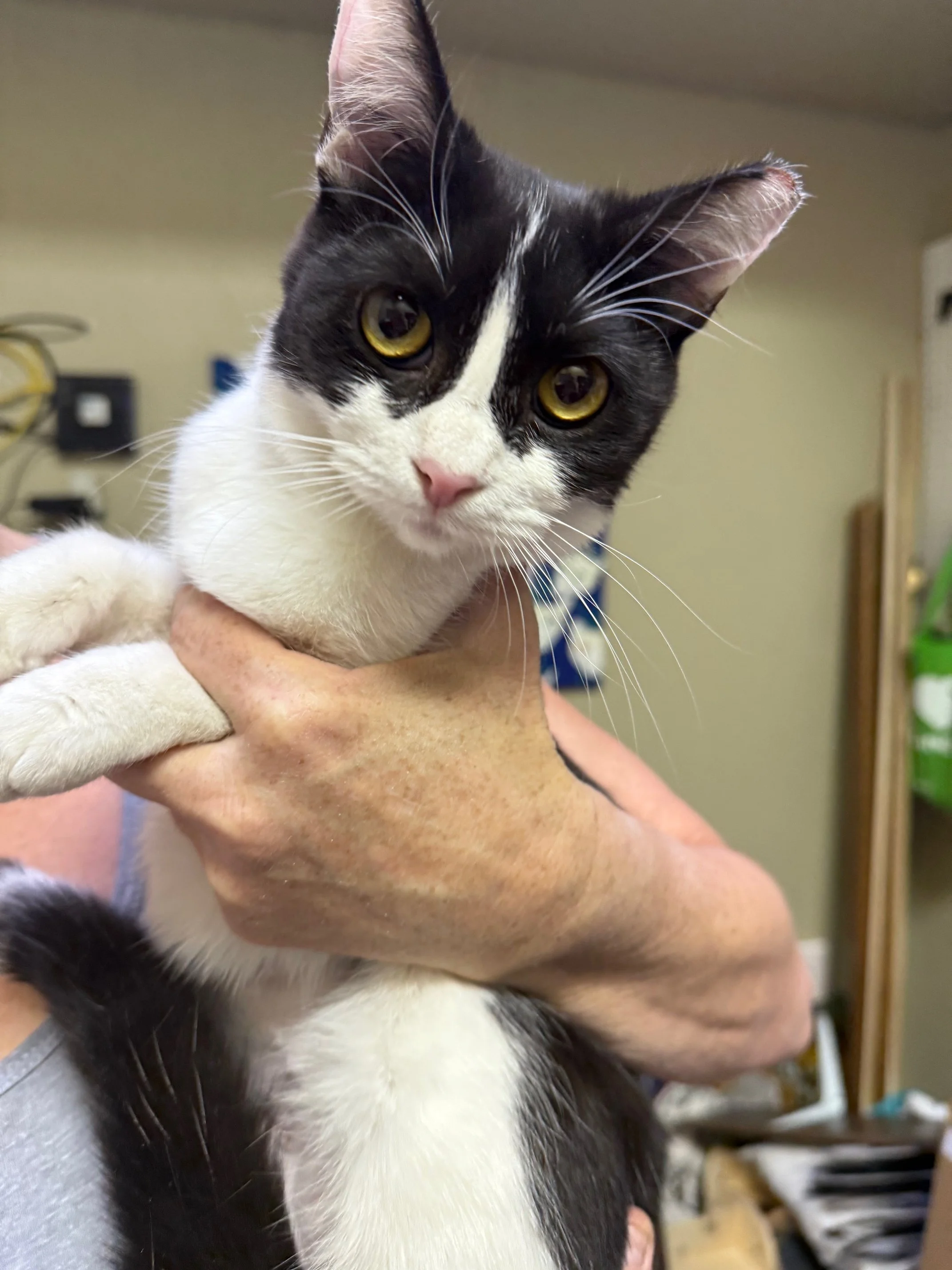 Baby Bella - Female 8 Mo Black &amp; White DSH