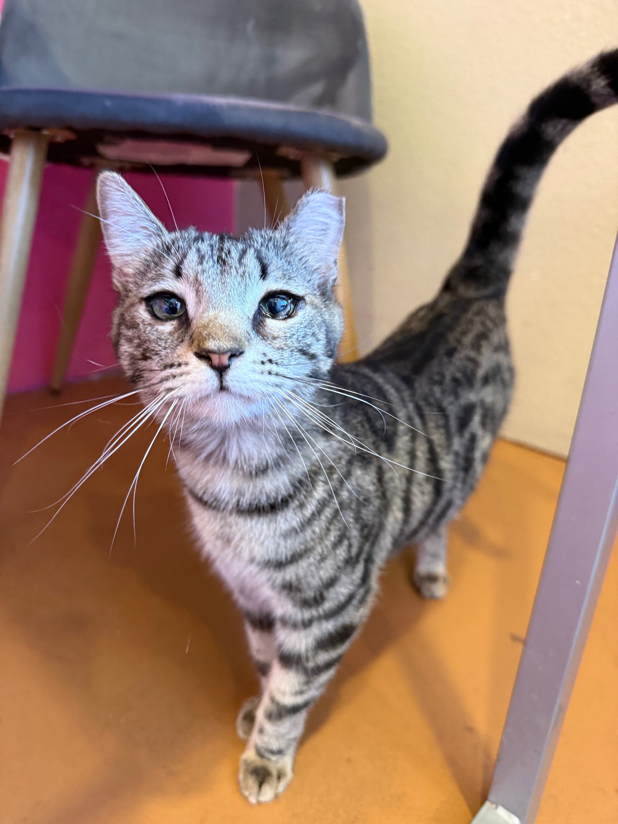 Jessica - Female 8 Mo Brown Tabby DSH