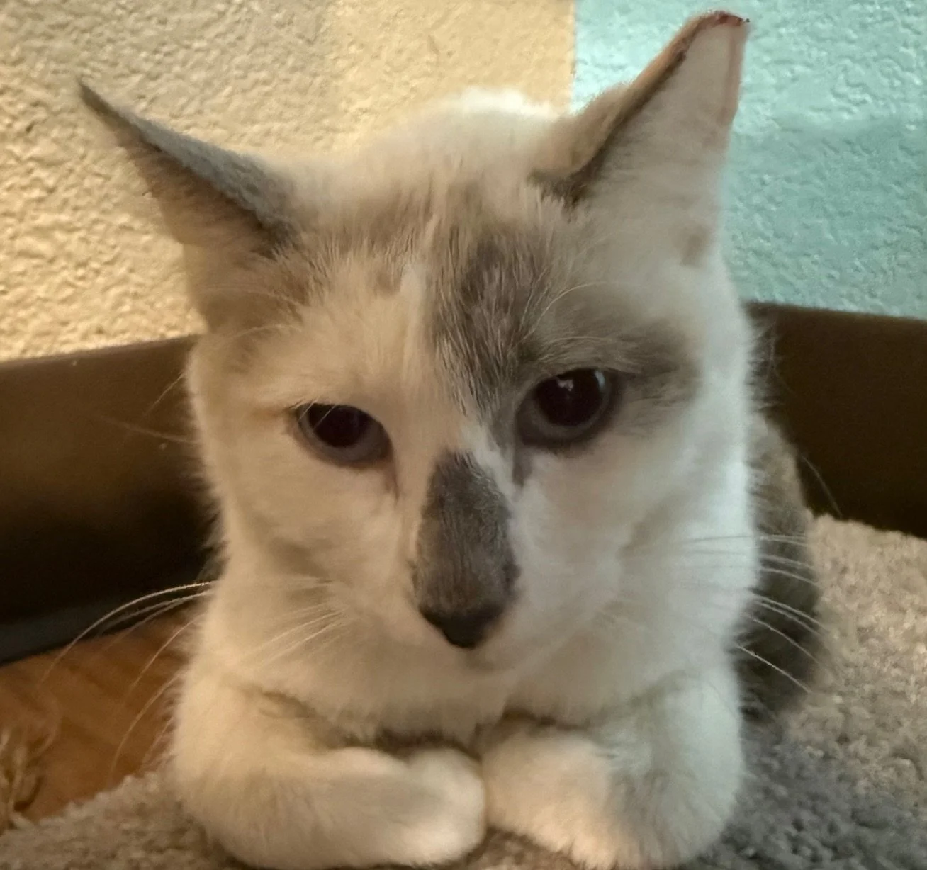 Audrey - Female 8 Mo Siamese Mix