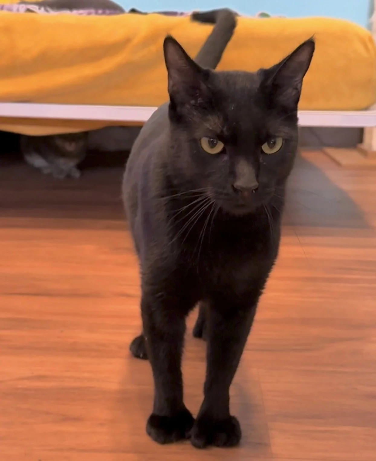 Princess - Female 2 Yr Black DSH