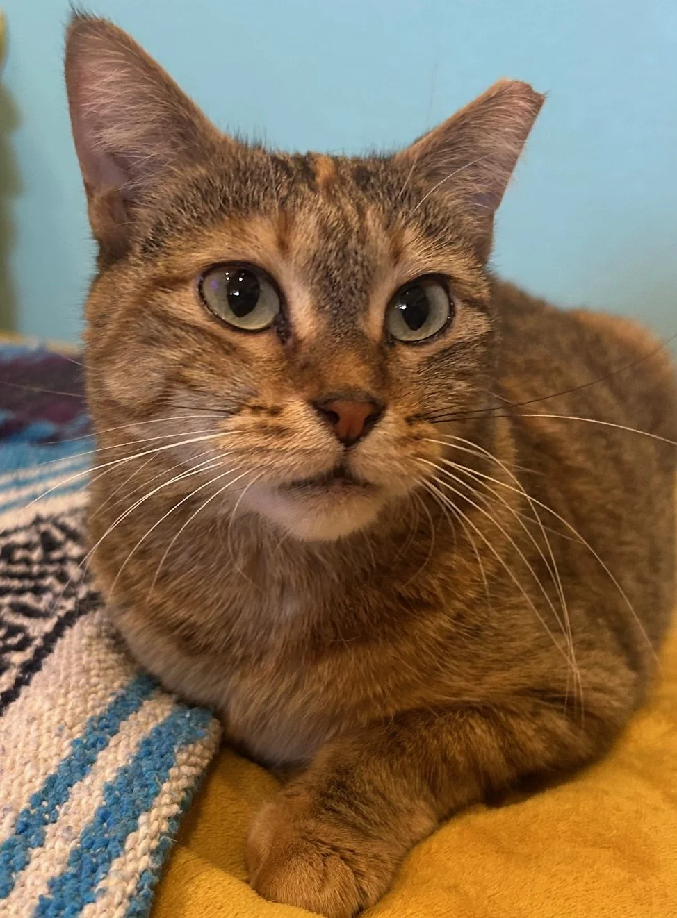 Olwen - Female 2 Yr Tabico DSH