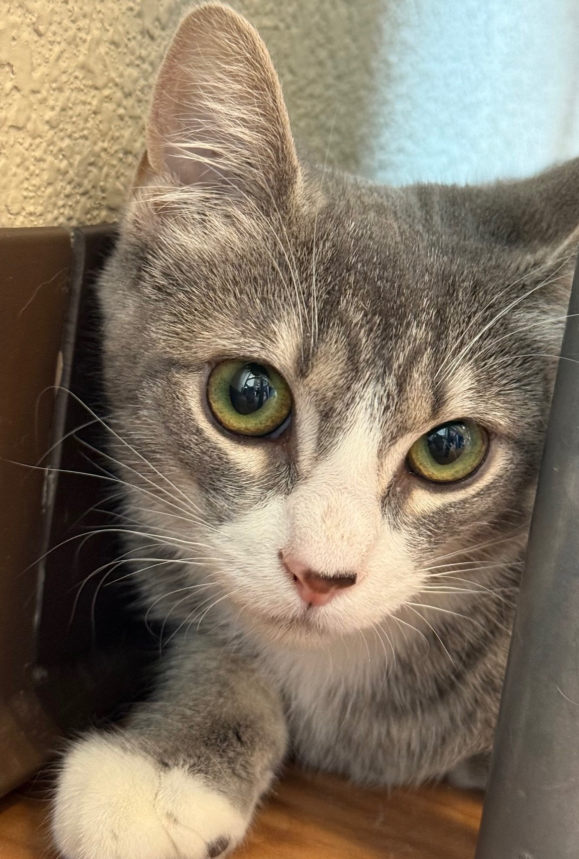 Willow - Female 5 Mo Grey Tabby &amp; White DSH