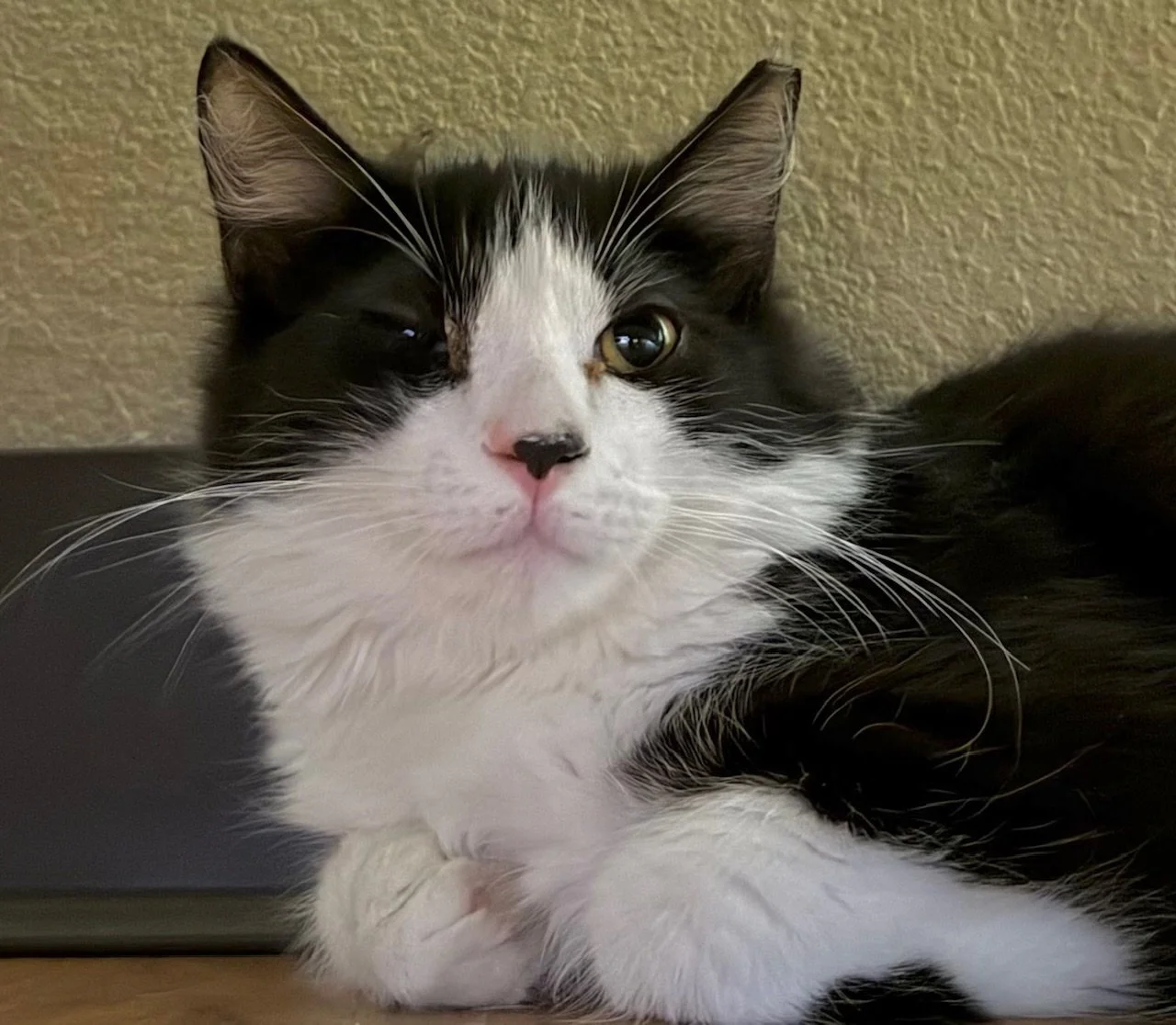 Mole - Male 9 Mo Black &amp; White DLH