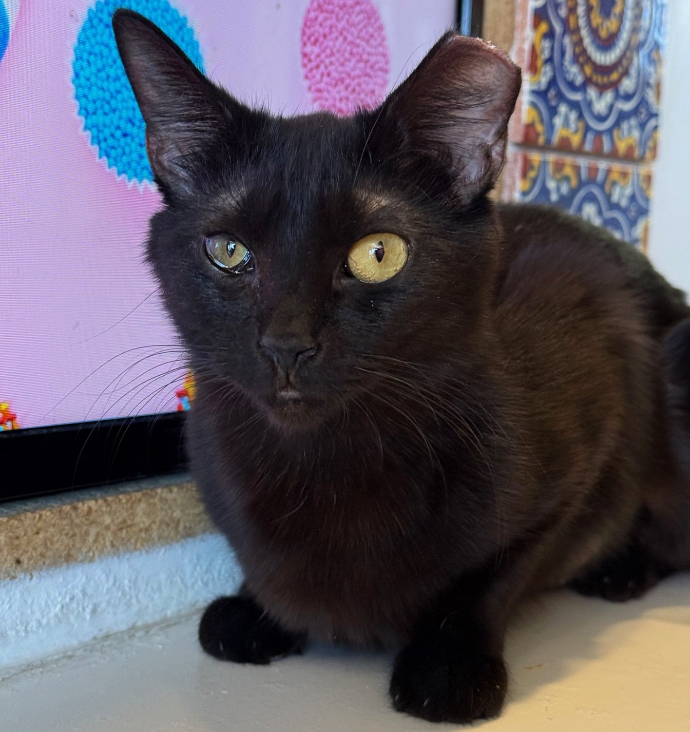 Lizzie - Female 7 Mo Black DSH