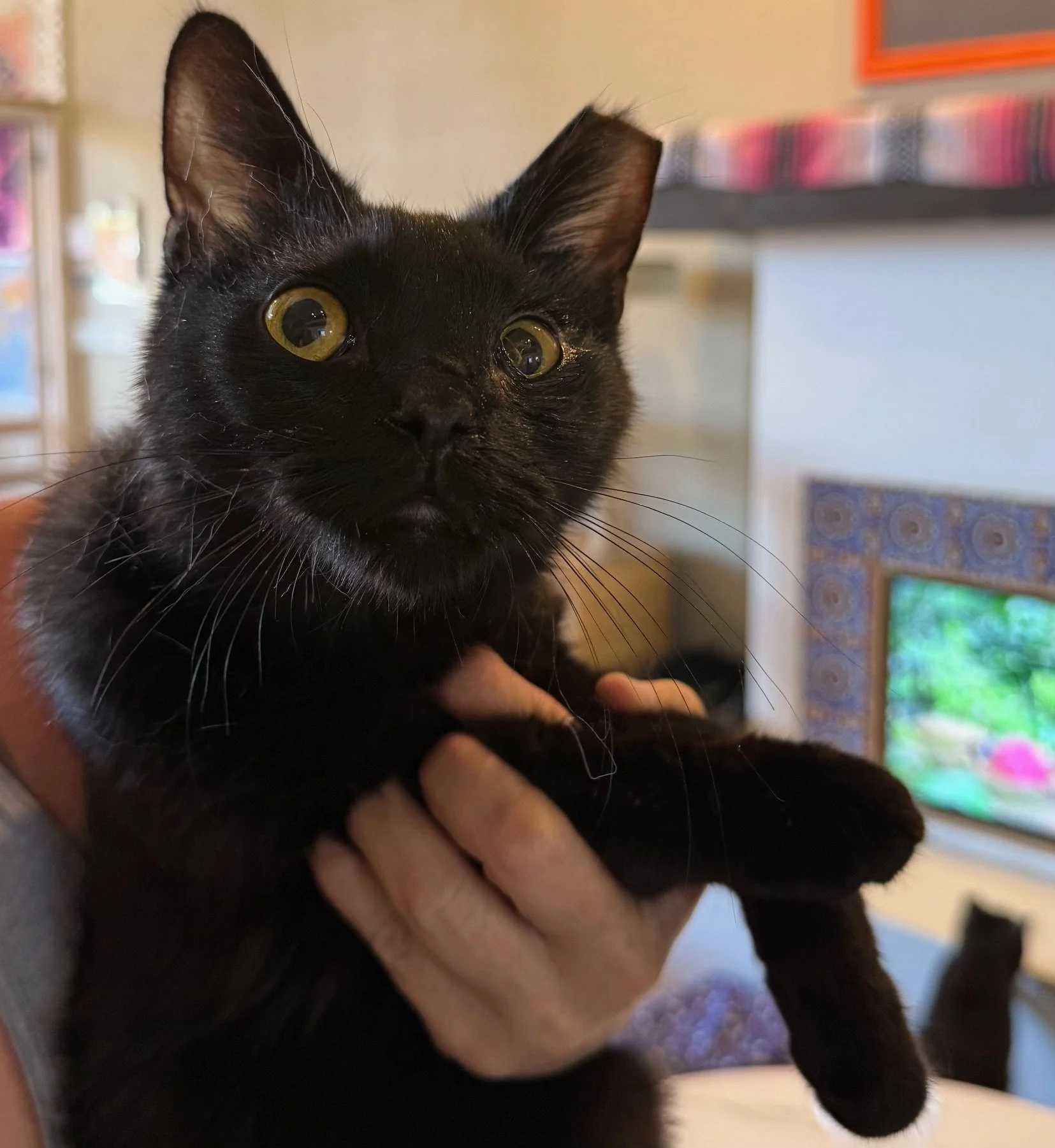 Peter Pan - Male 7 Mo Black DSH