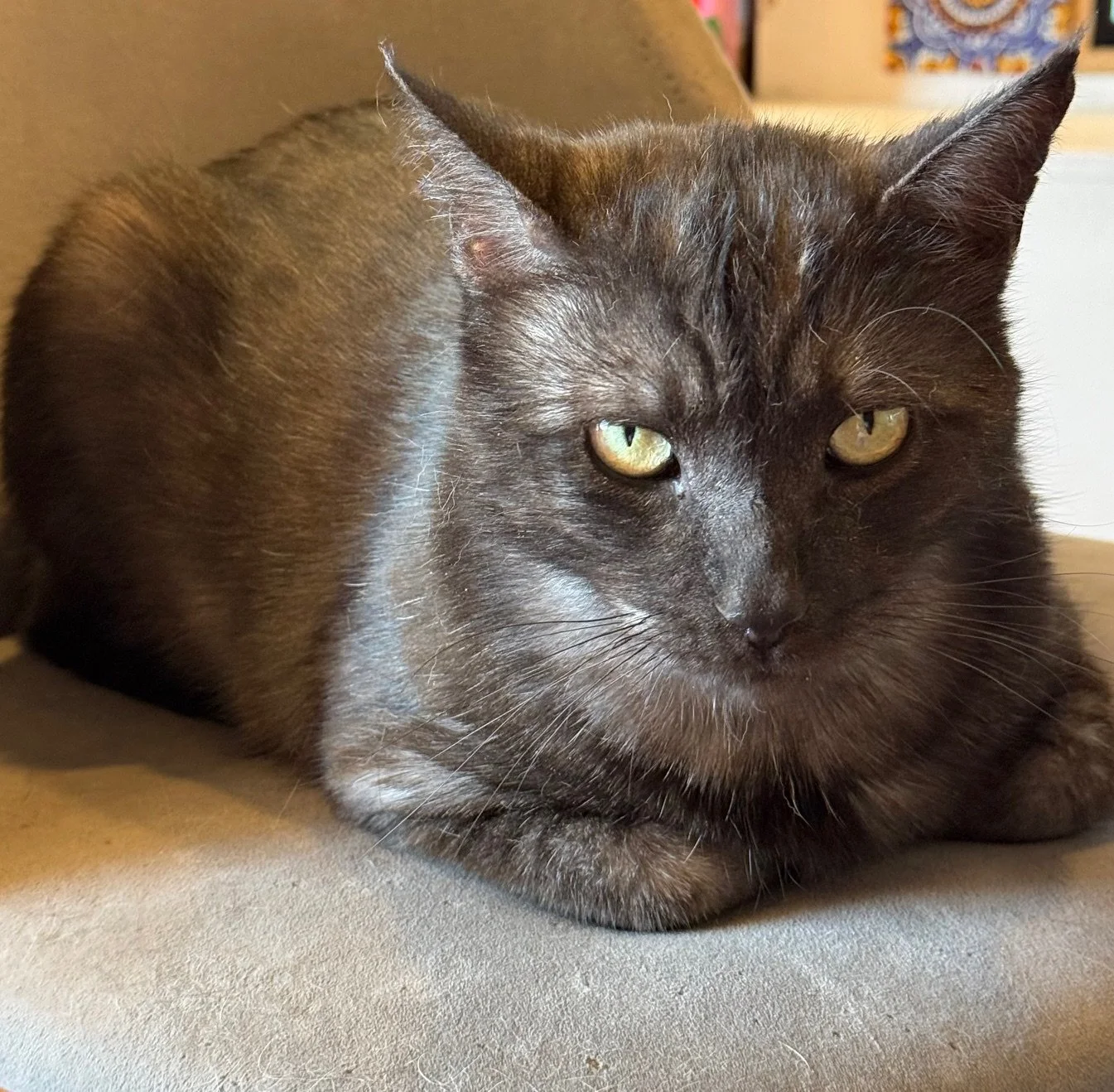 Vader - Male 1 Yr Black &amp; Silver DSH