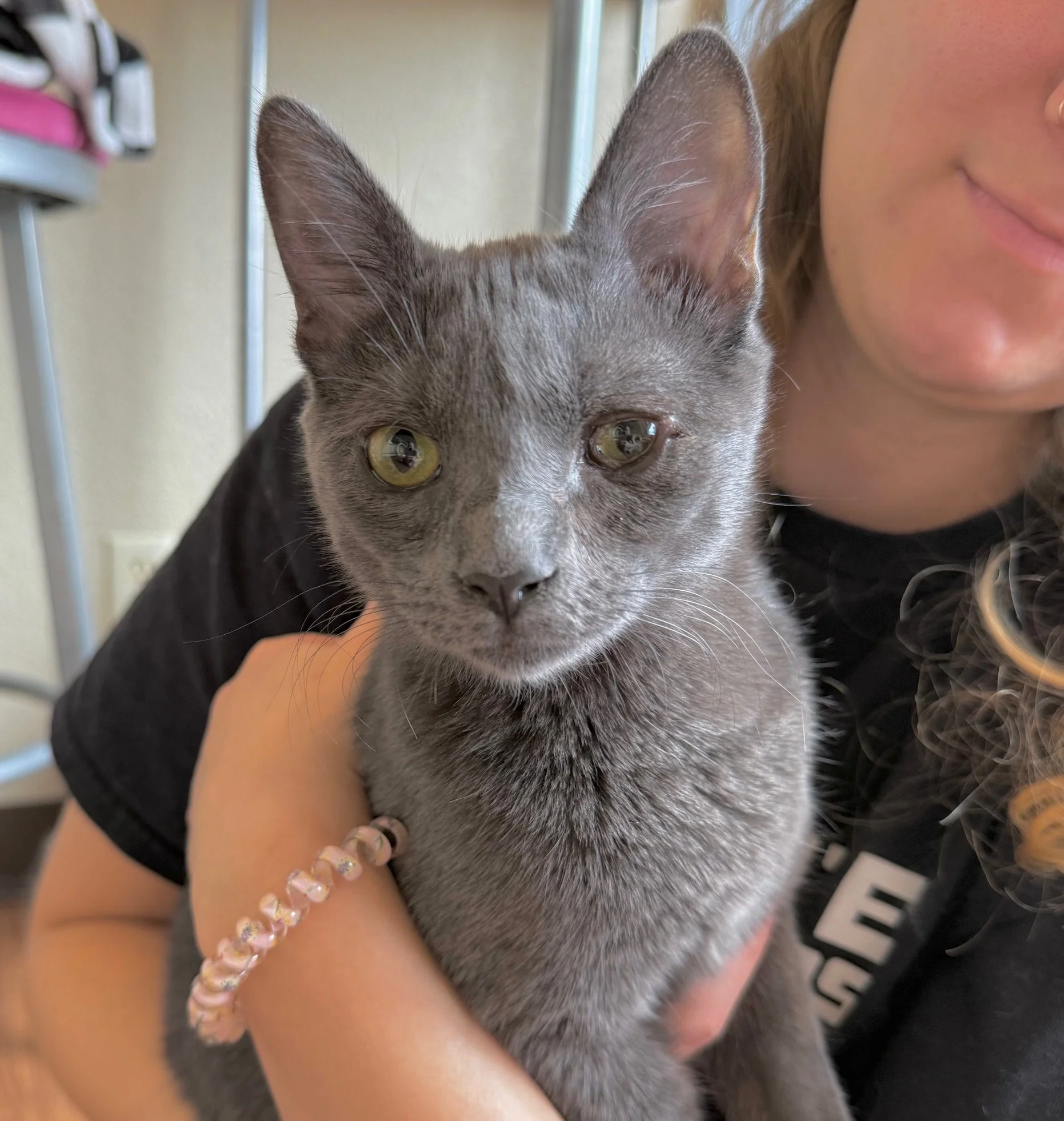 Wren - Female 6 Mo Blue DSH