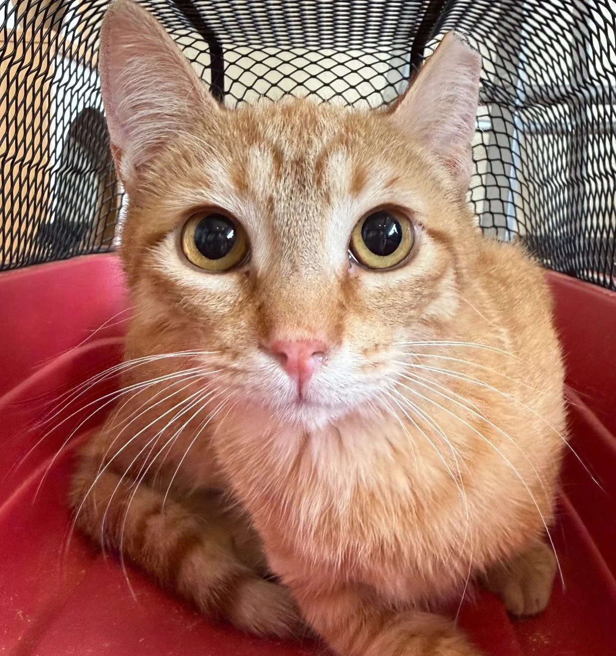 Sherman - Male 6 Mo Orange Tabby DSH
